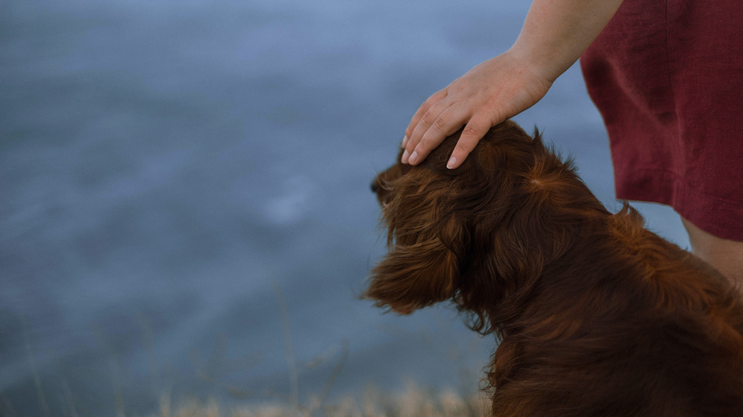 Ольга и Шеймас. Фотограф-анималист Богданова Полина
