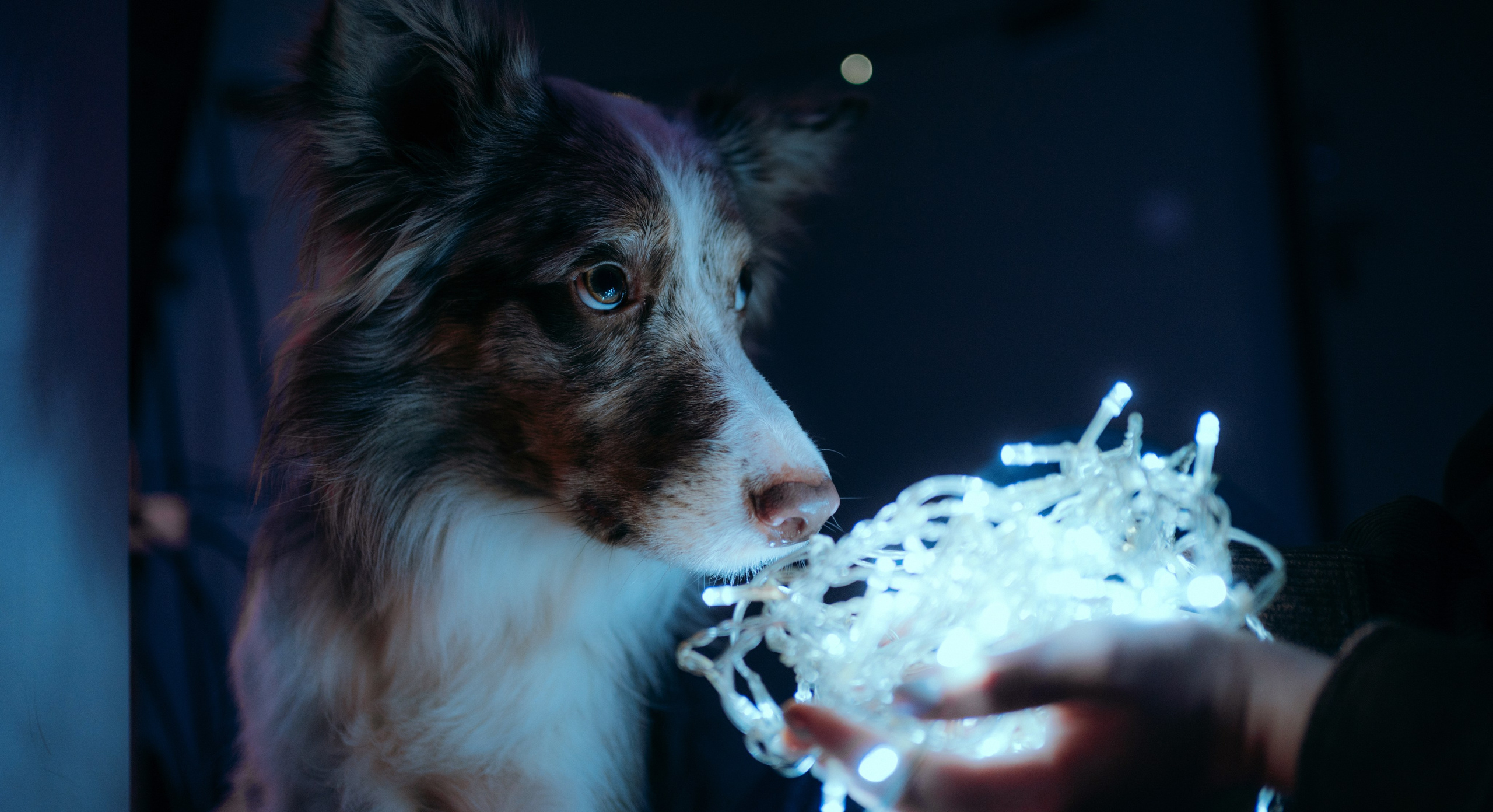 Аня и Дэймон. Фотограф-анималист Богданова Полина
