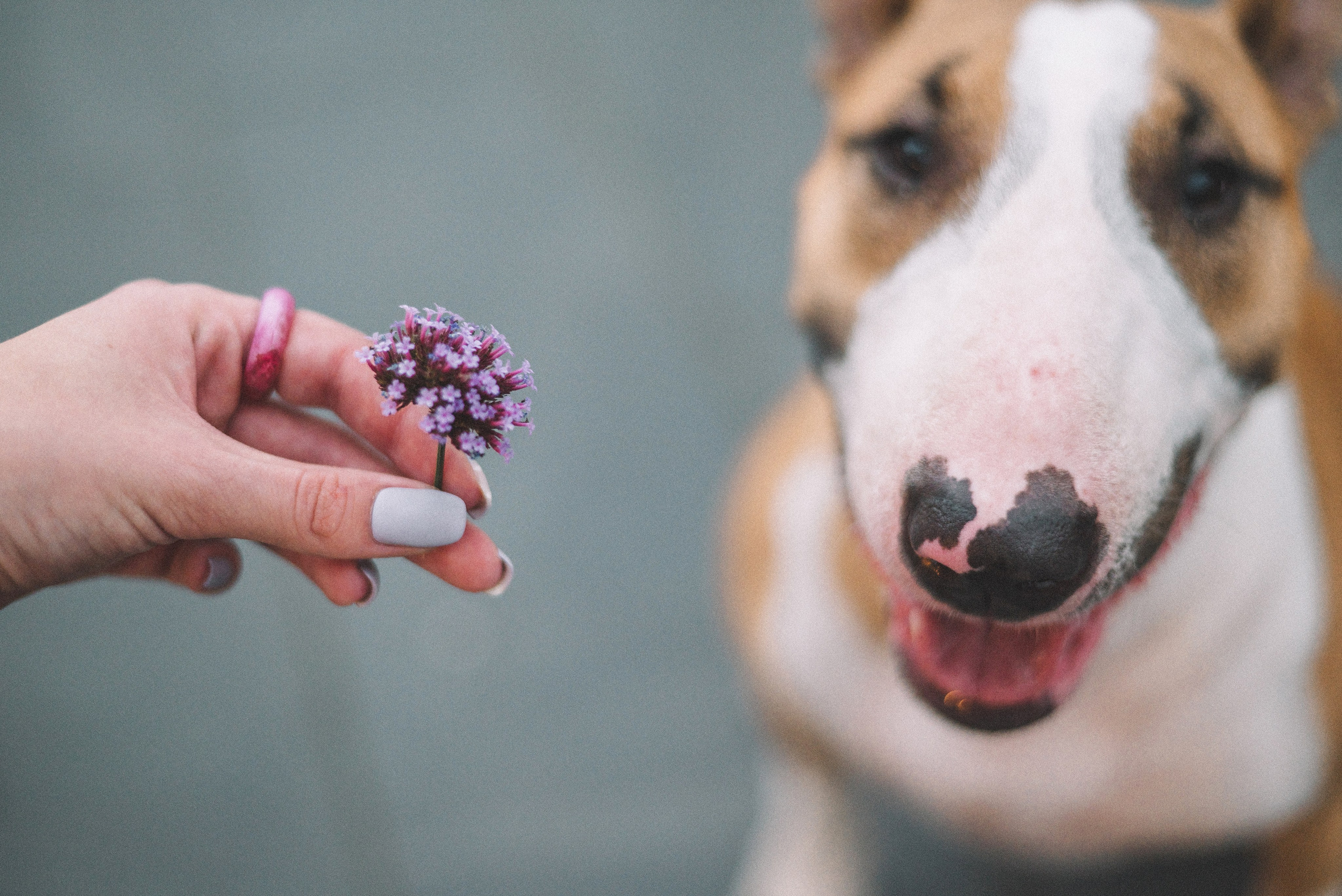 Маша и Рулька. Фотограф-анималист Богданова Полина