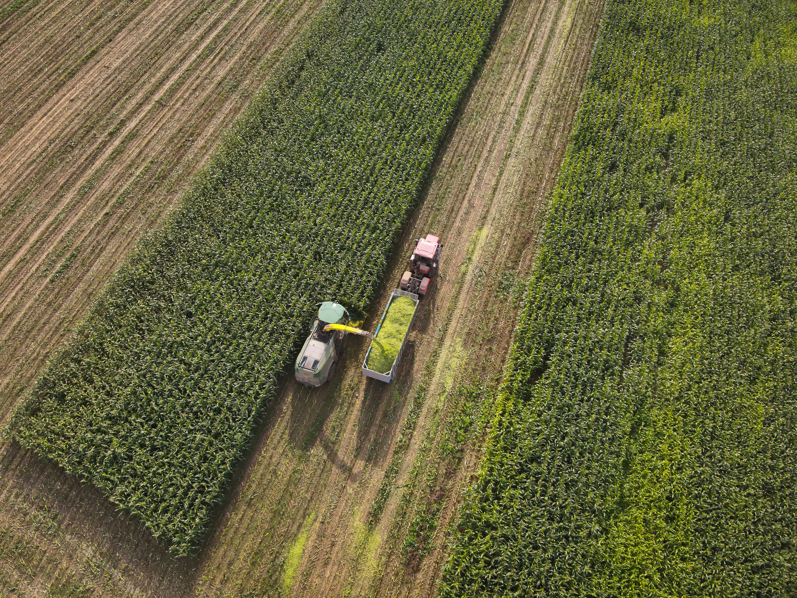 сбор кукурузы