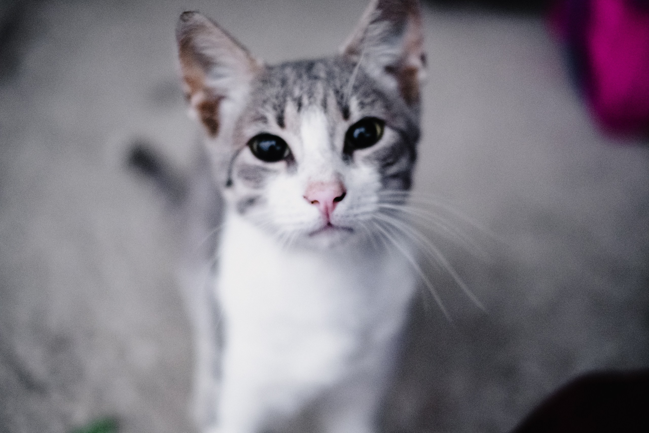 Сезон 2019. Alimov | photo