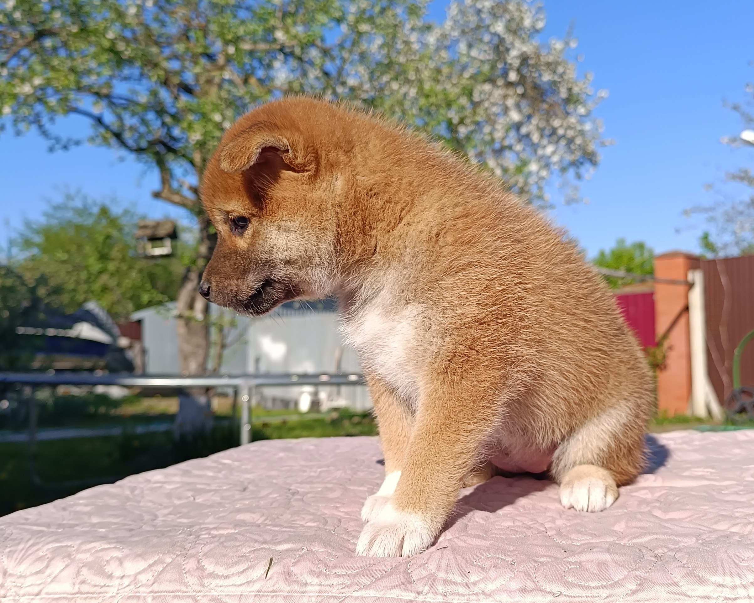 Сиба Rubylight Fumiko питомник Рубилайт