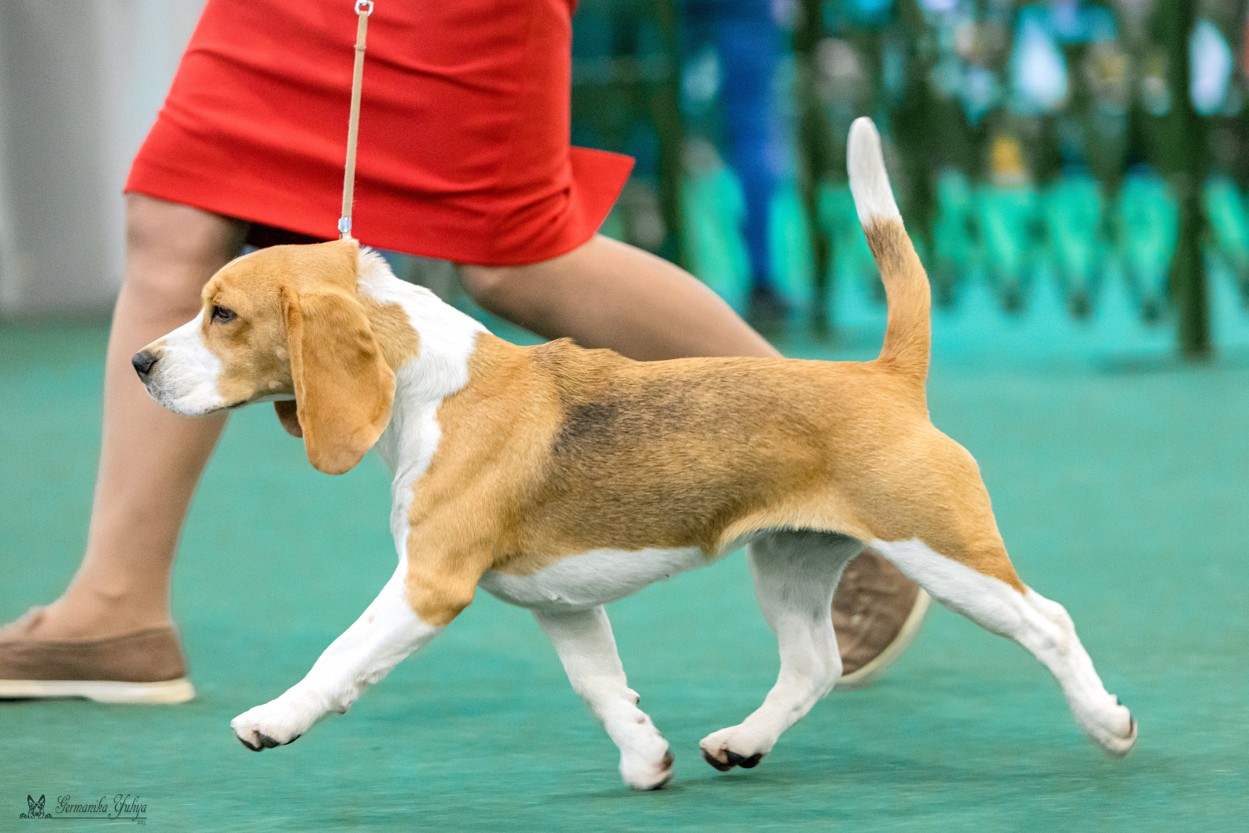 Сфера 29.10,Крокус 4.11,Сфера 12.11.2023. Фотограф-анималист Юлия Германика