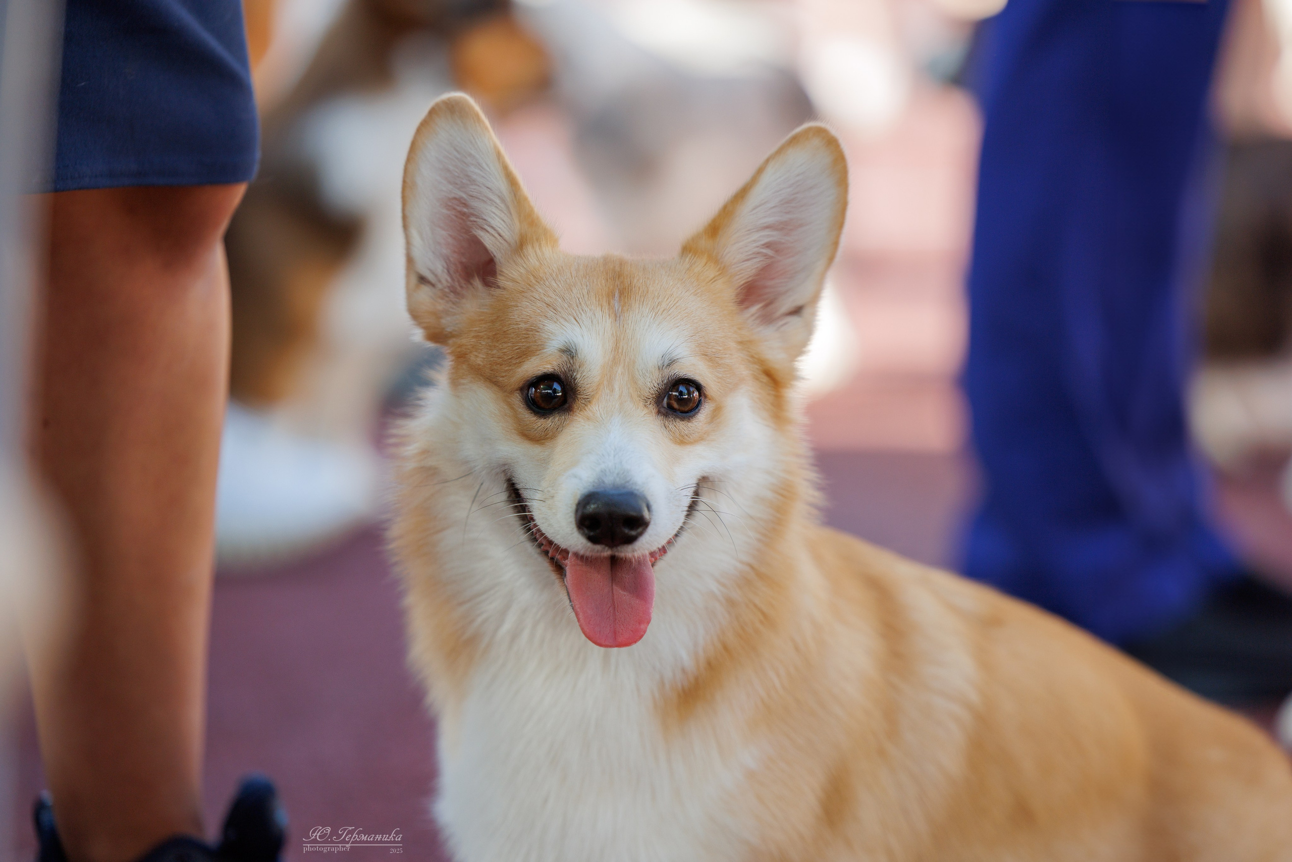 Коломна 30.08.2025. Фотограф-анималист Юлия Германика