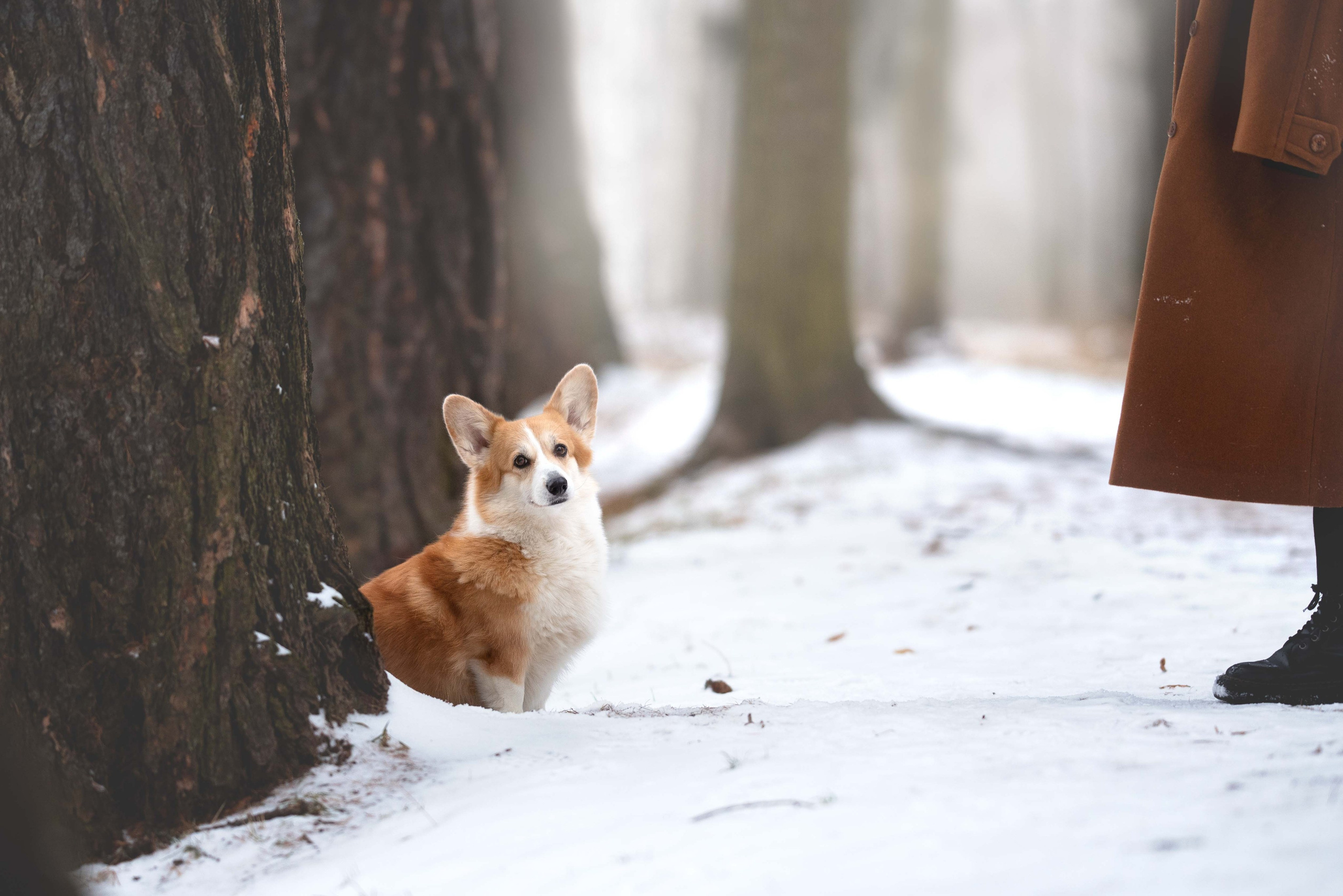 Обучение анималистической фотографии