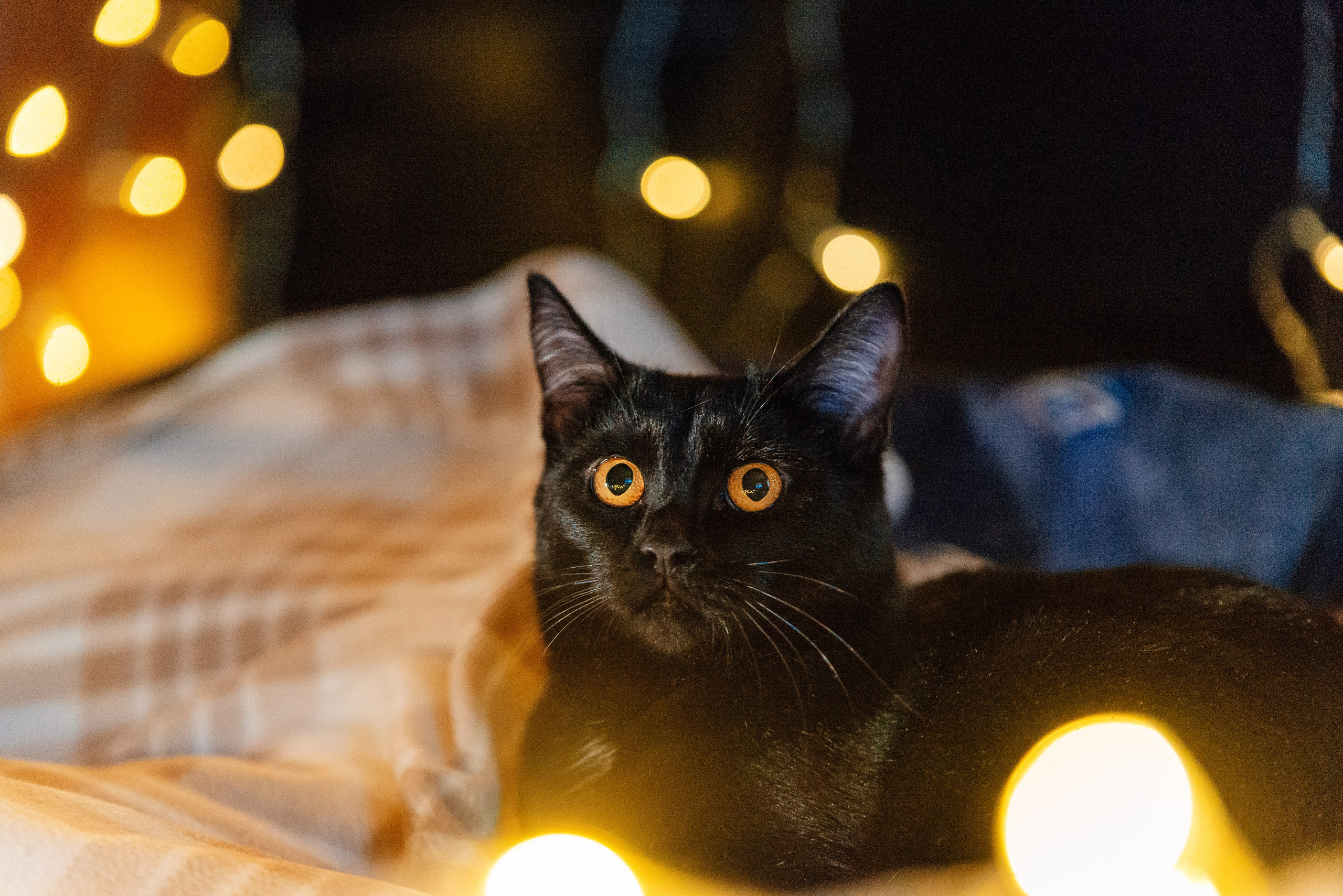 Светлана, Альфа и кошки ✨. Фотограф-анималист Анастасия Парфенова|Екатеринбург