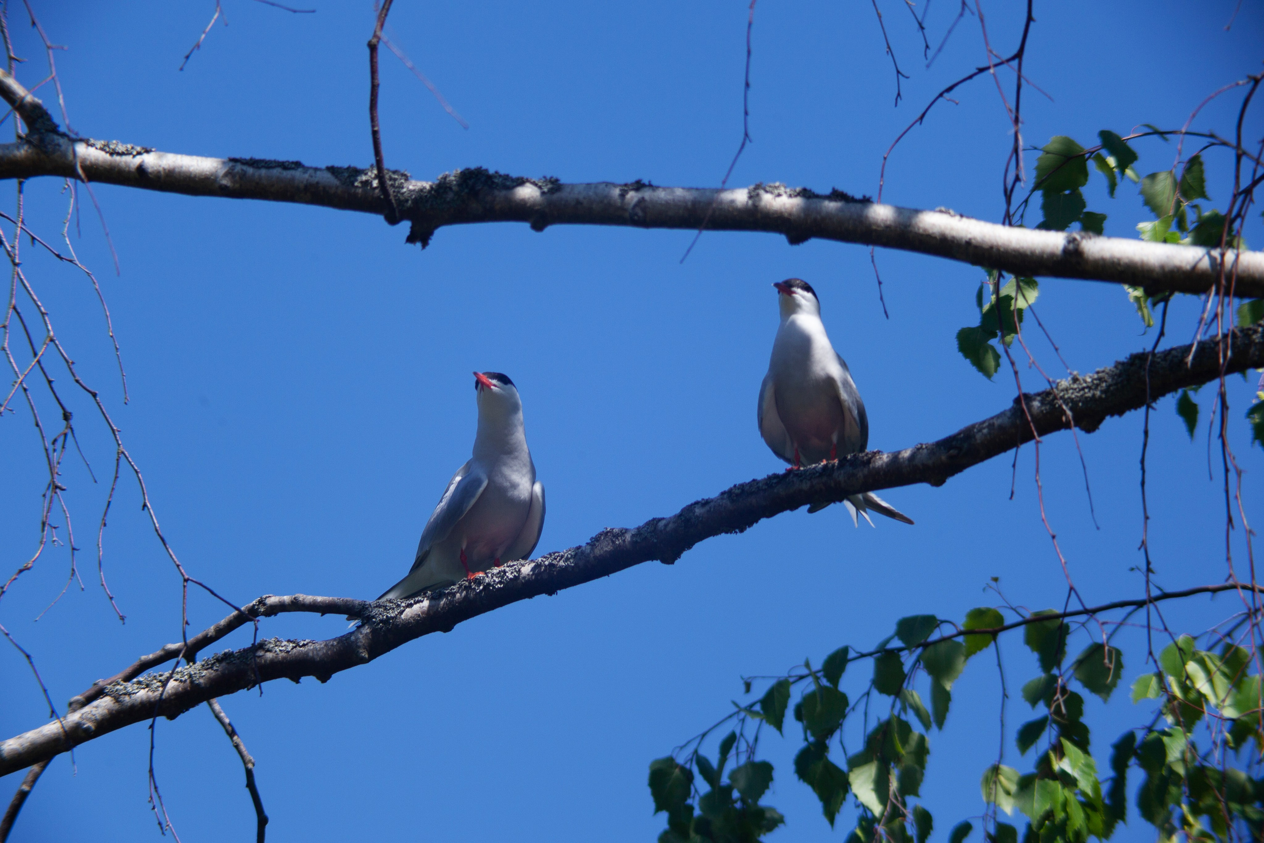 Крачки. Фотограф Адигамова Юлия в Петербурге