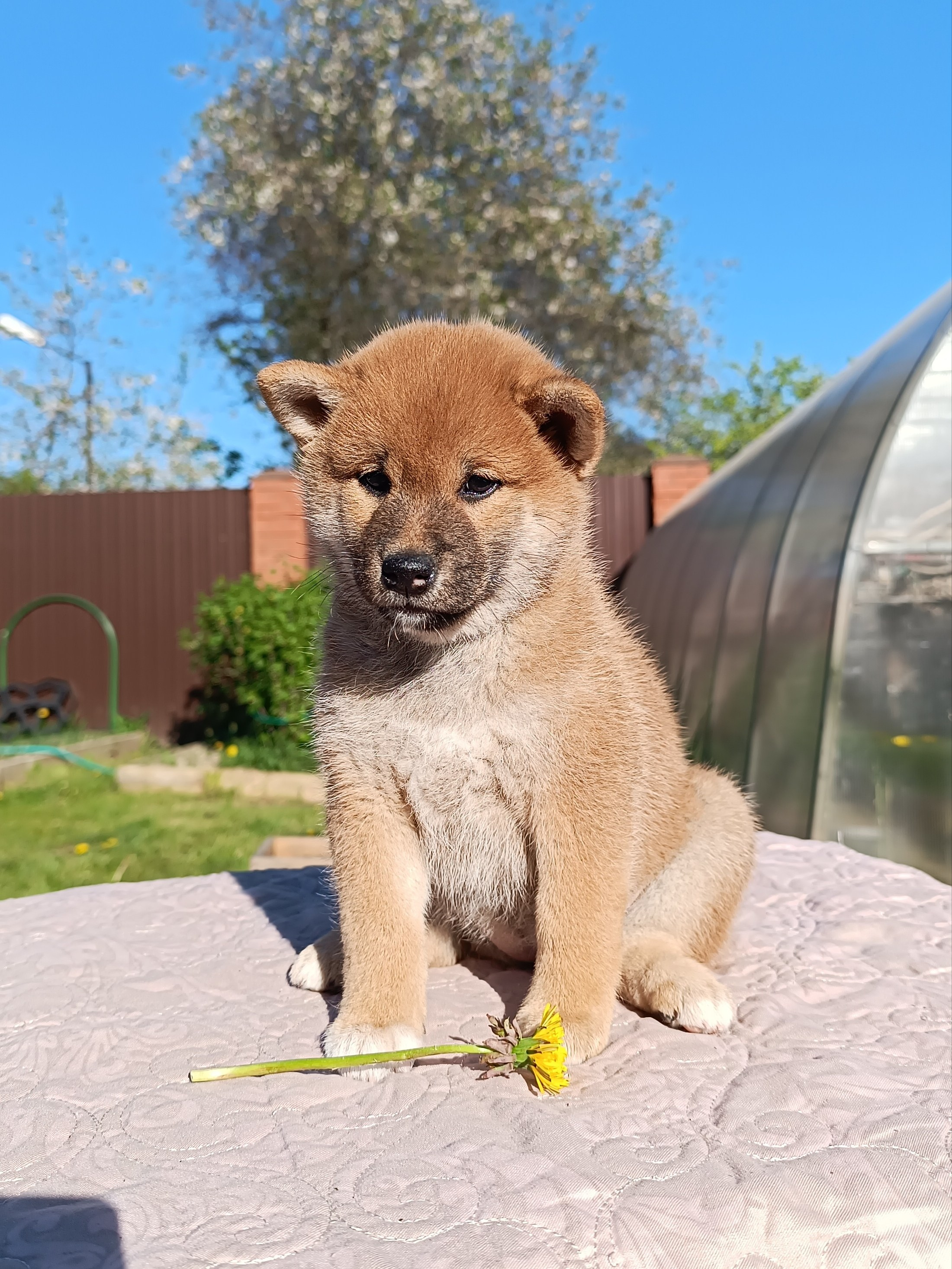 сиба питомник Рубилайт щенки на продажу rubylight  сиба щенки купить СПб Санкт-Петербург