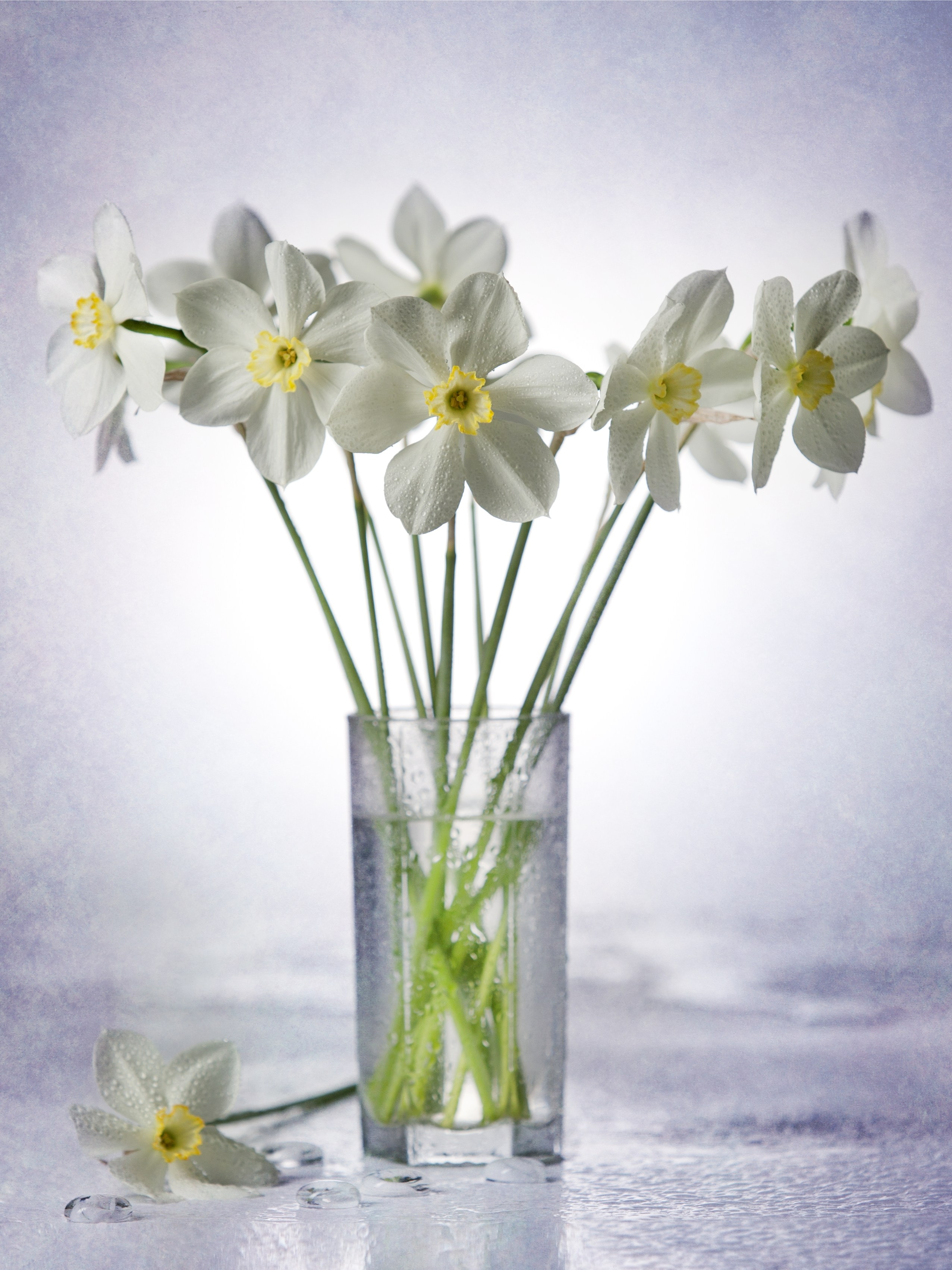 Цветы. Фотограф Мария Кольцова