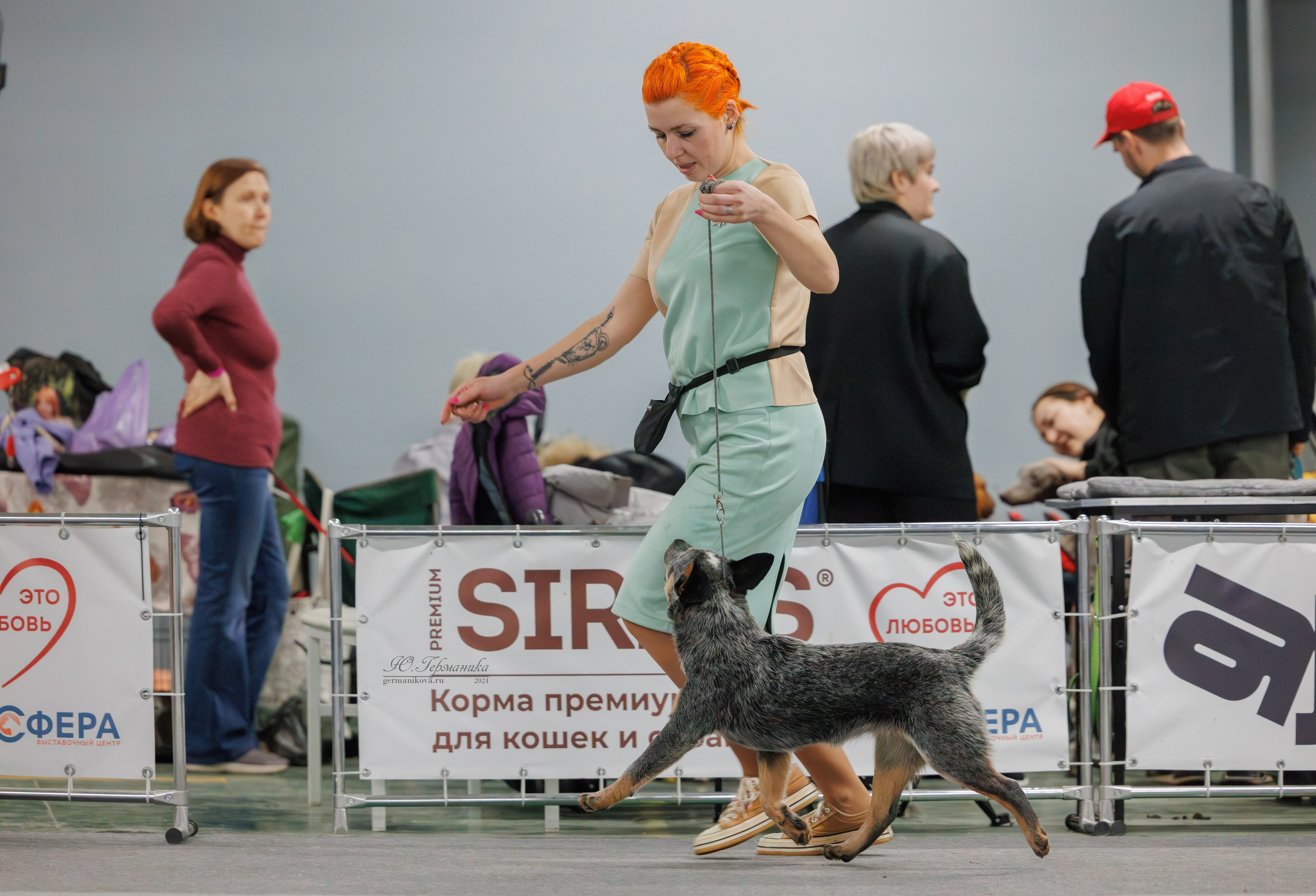 Сфера и Крокус 8,9,16 и 30.03.2025. Фотограф-анималист Юлия Германика