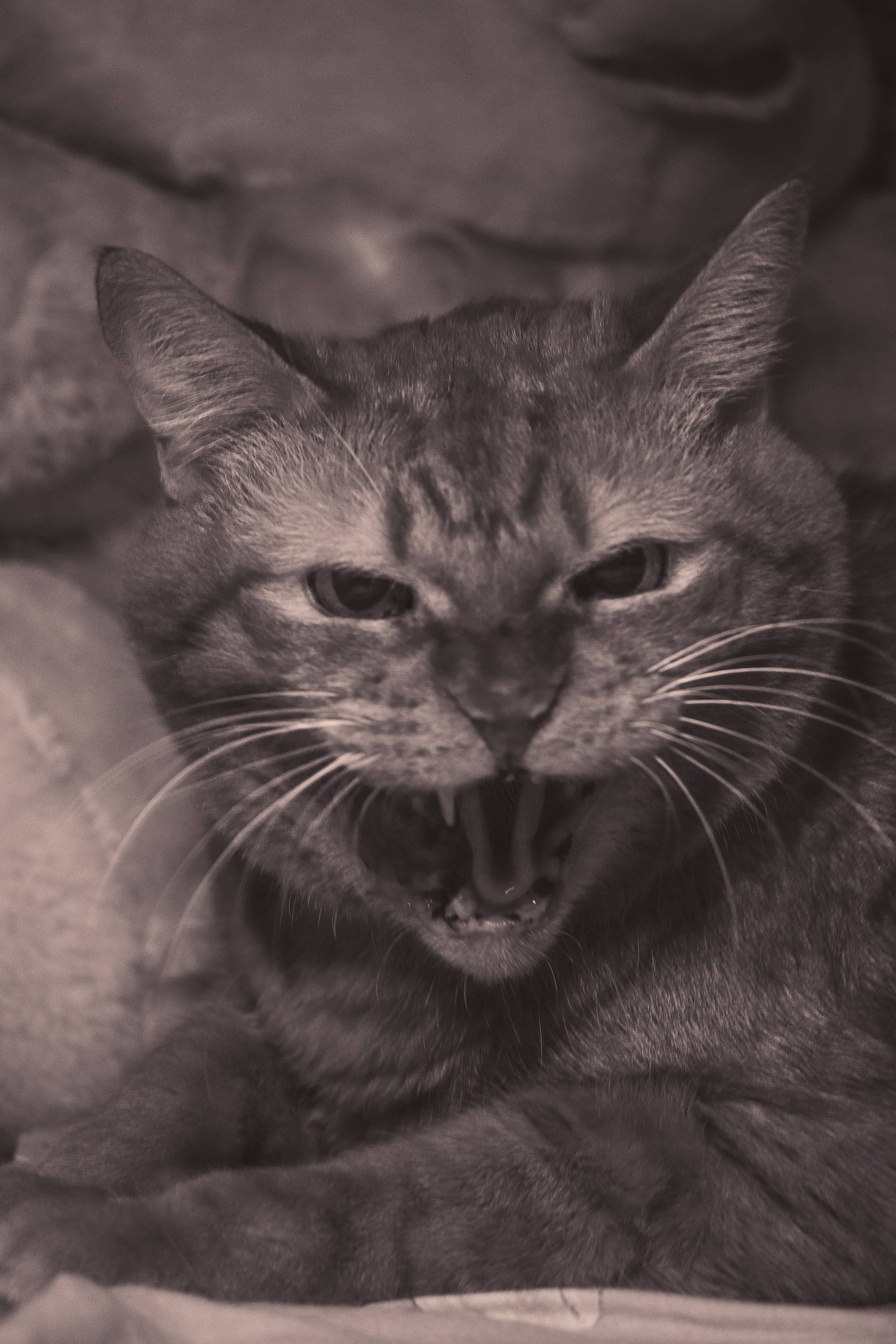 Р А З Н Ы Е — К О Т Ы. — Digital Noise —