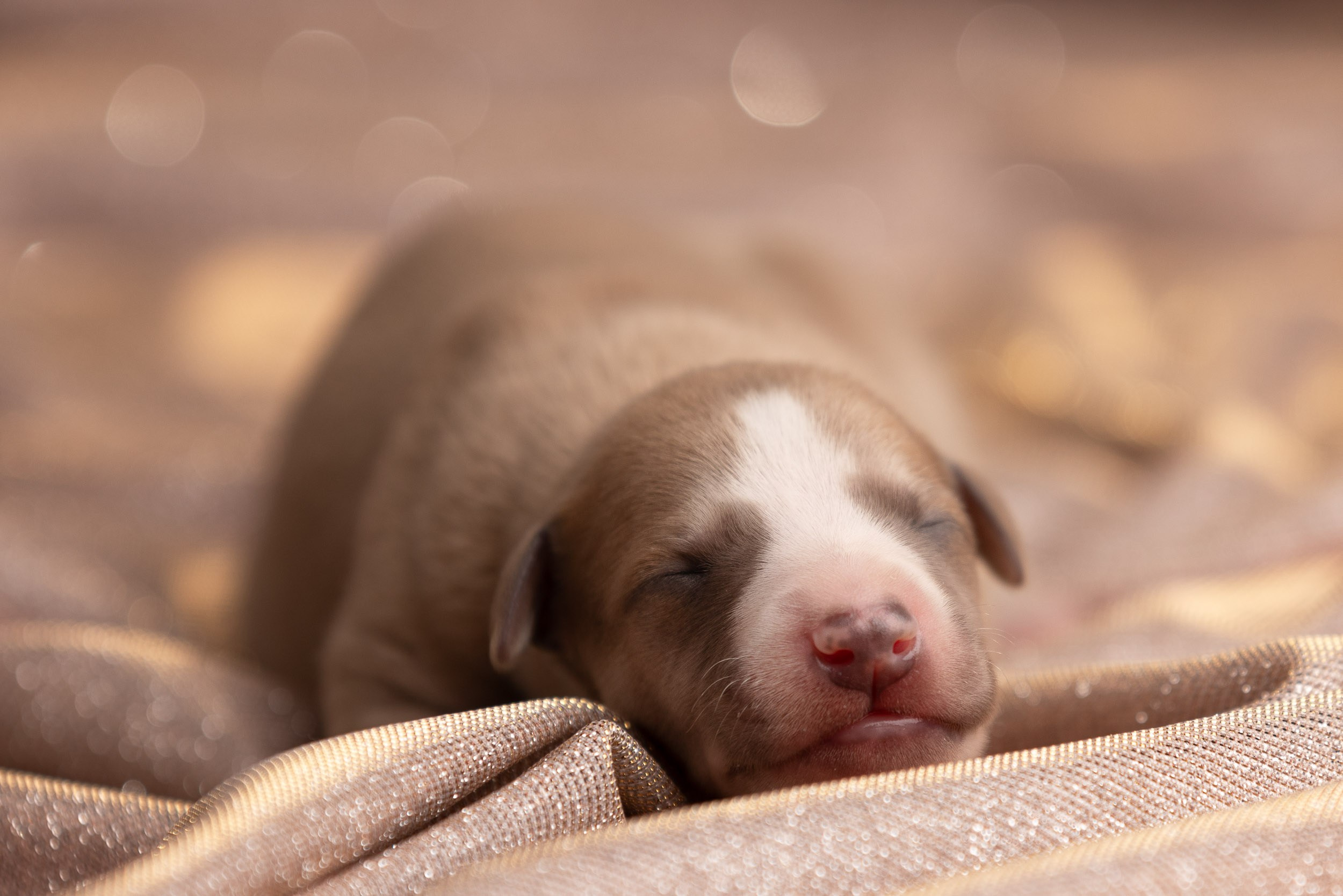 Ньюборн для щенков уиппета. Фотограф-анималист в Москве и Московской области Татьяна Фролова