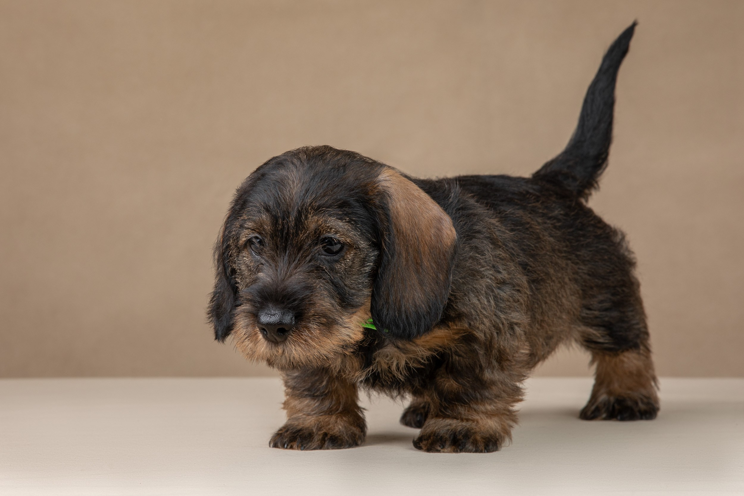 Съемка щенков жесткошерстной таксы на бежевом фоне в ящике. Фотограф-анималист в Москве и Московской области Татьяна Фролова