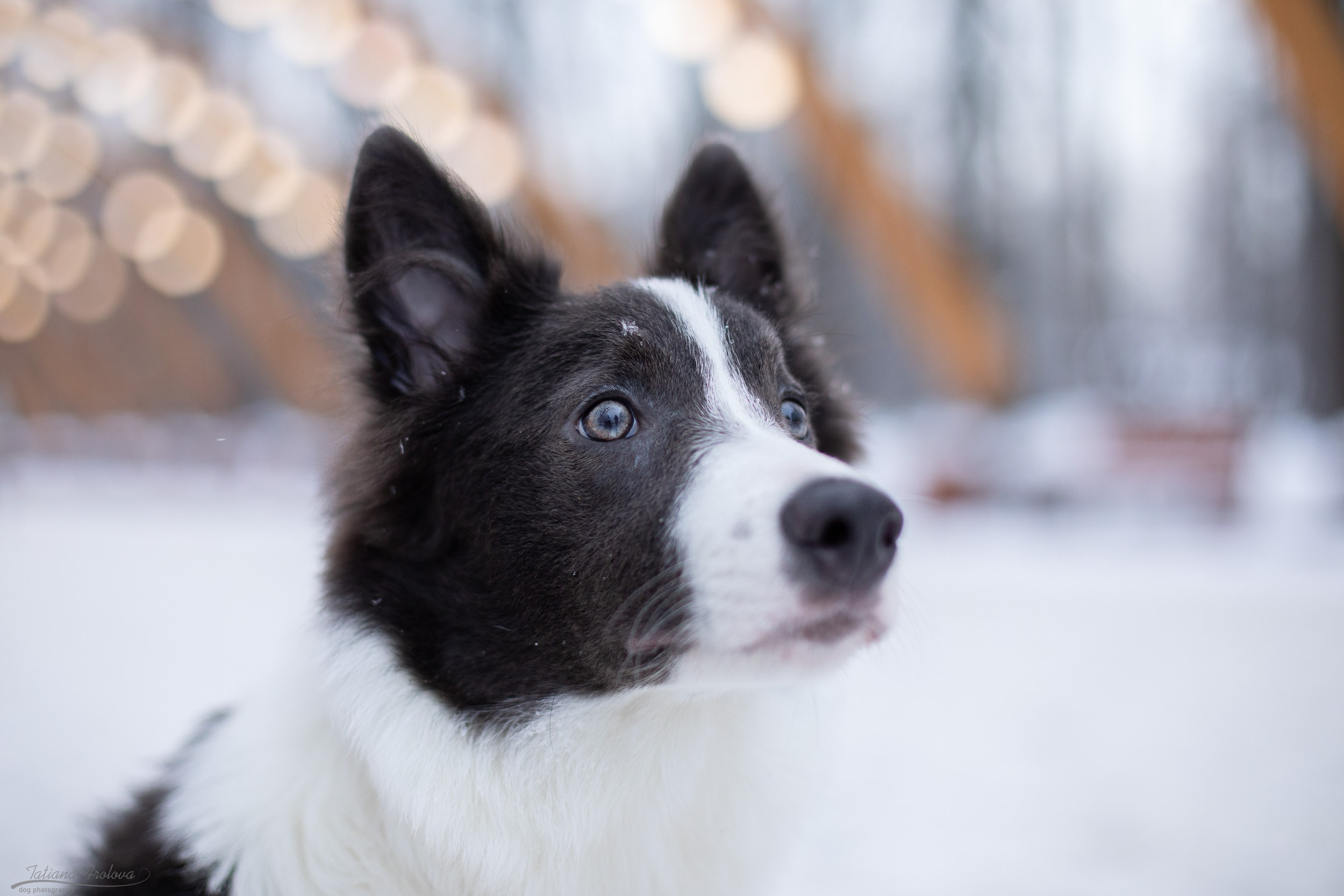 Фотосессия бордер-колли в парке. Фотограф-анималист в Москве и Московской области Татьяна Фролова