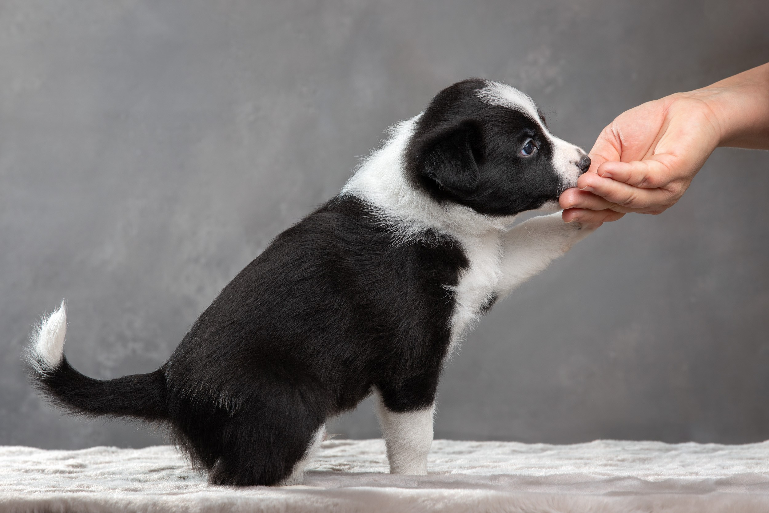 Фотосет помёта щенков для заводчиков. Фотограф-анималист в Москве и Московской области Татьяна Фролова