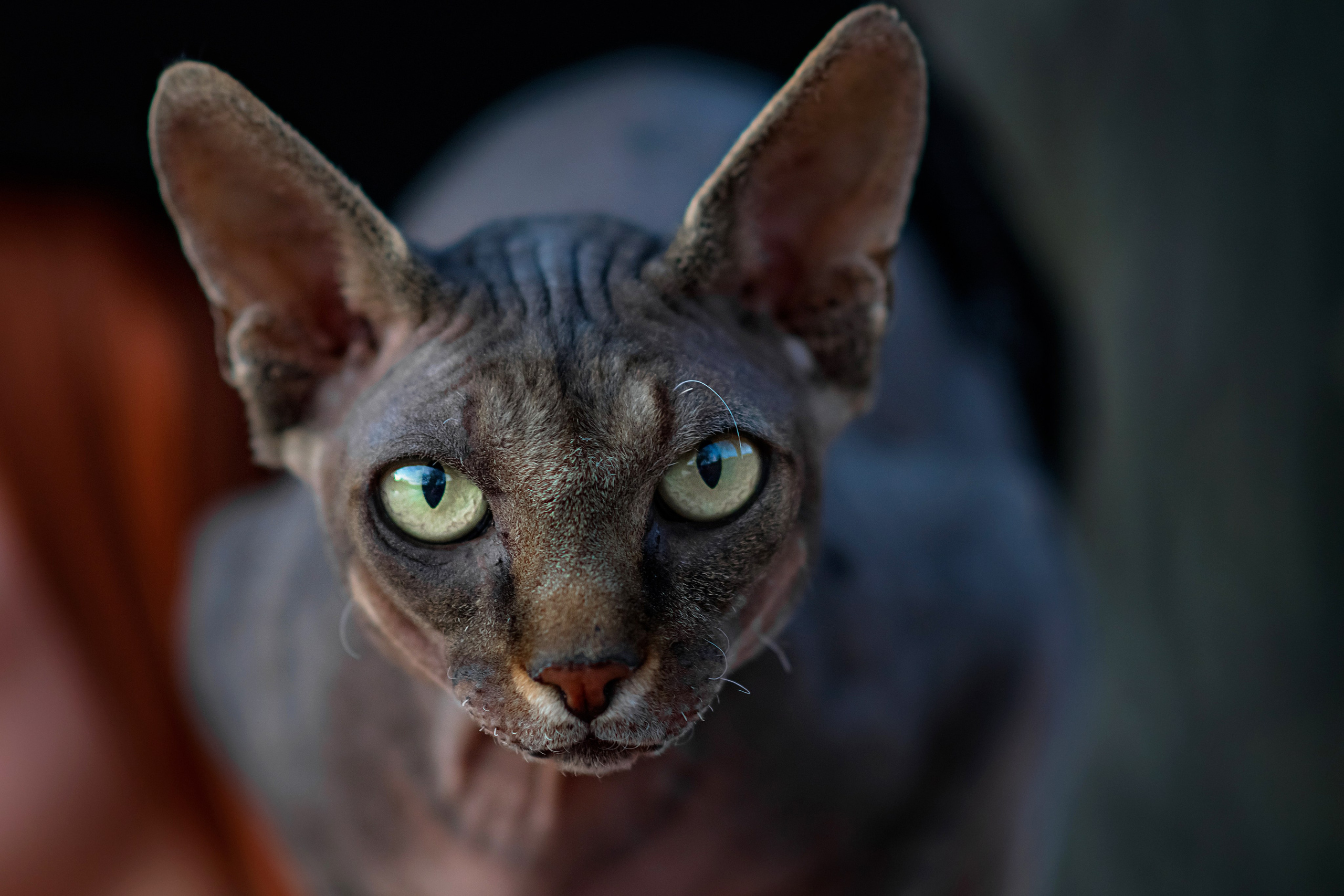 Осень. Фотограф Ольга Холина|Дебальцево