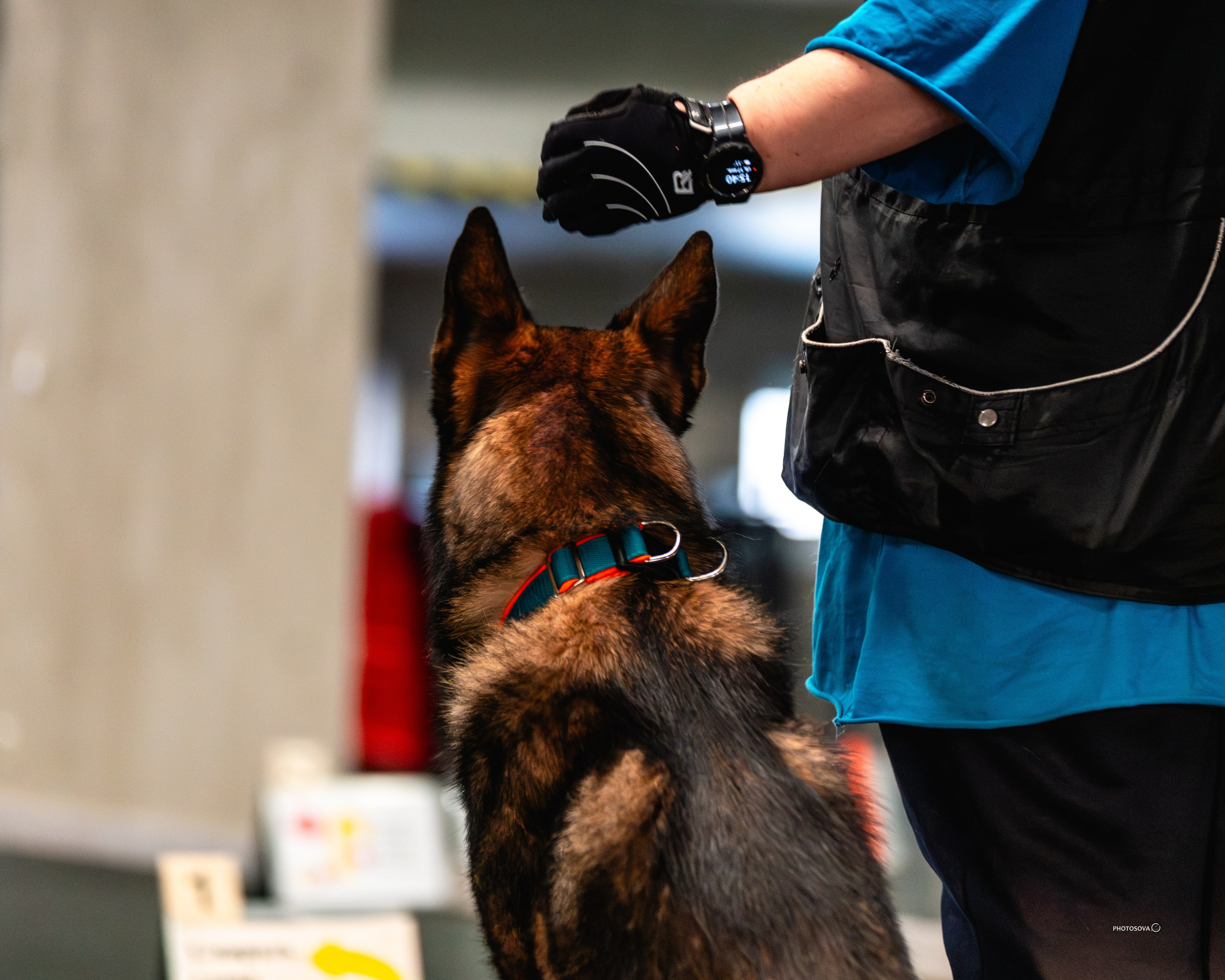 ТЫ И Я (соревнования по ралли-обидиенс). Фотограф-анималист, семейный фотограф в Москве и Подмосковье. Фотосъёмка кинологических дисциплин