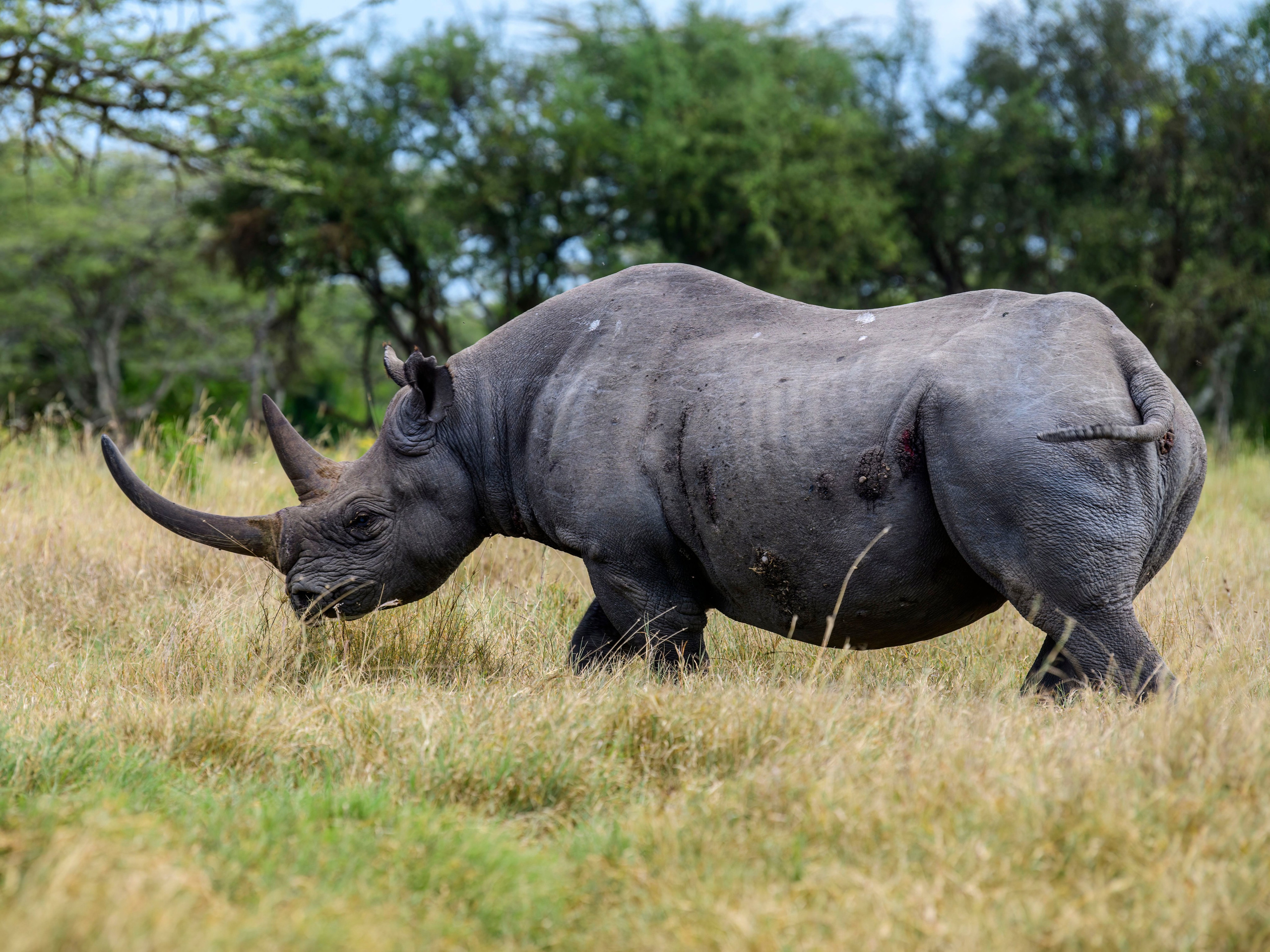 Кения. Wildlife photography by Sergey Puponin