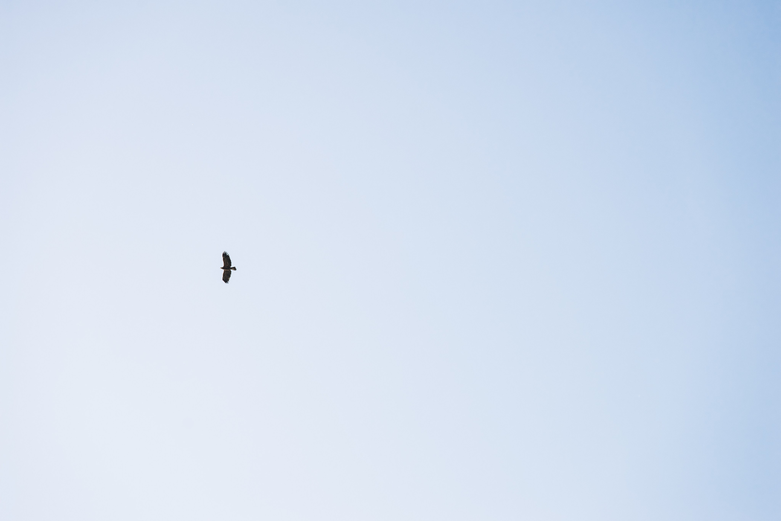 Клубнично-маковое поле. Портретный и семейный фотограф в Геленджике Таня Ходова