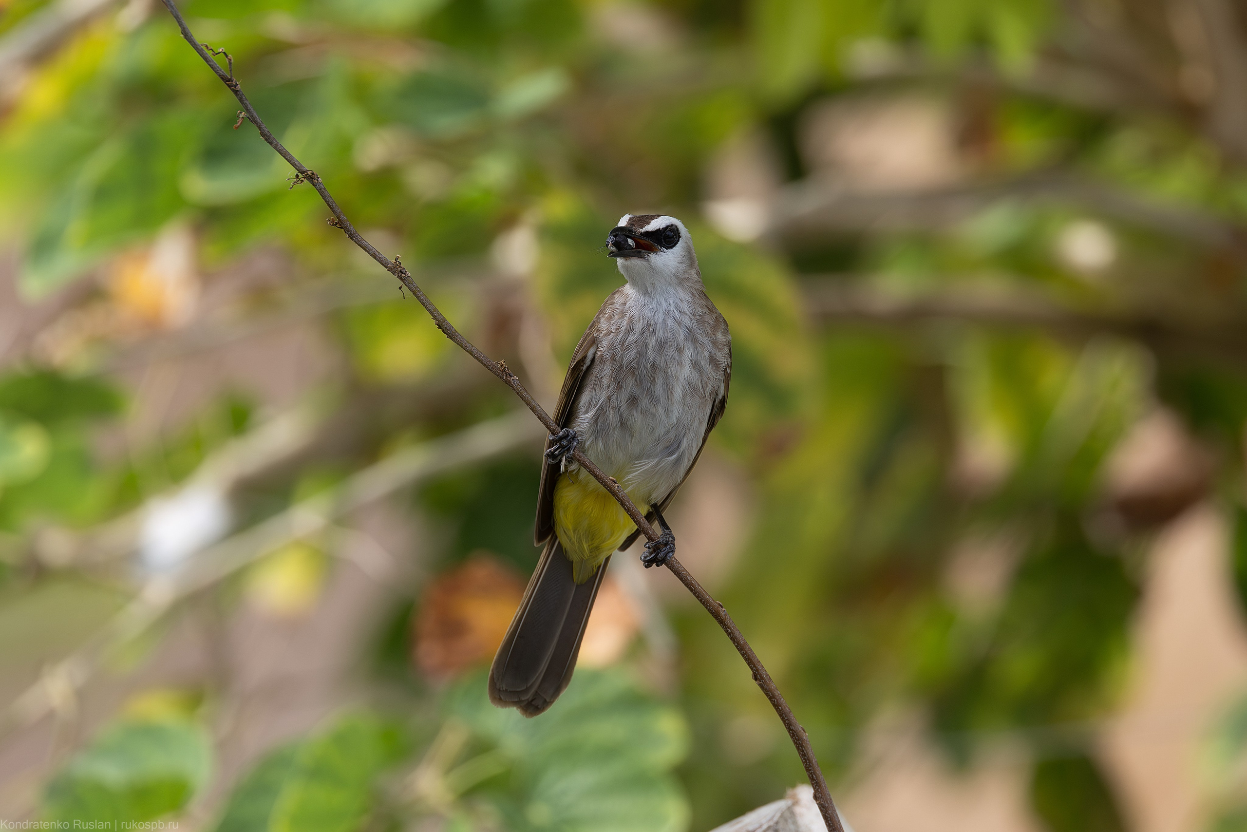 Желтоухий настоящий бюльбюль. Архитектурный и пейзажный фотограф Кондратенко Руслан, Санкт-Петербург