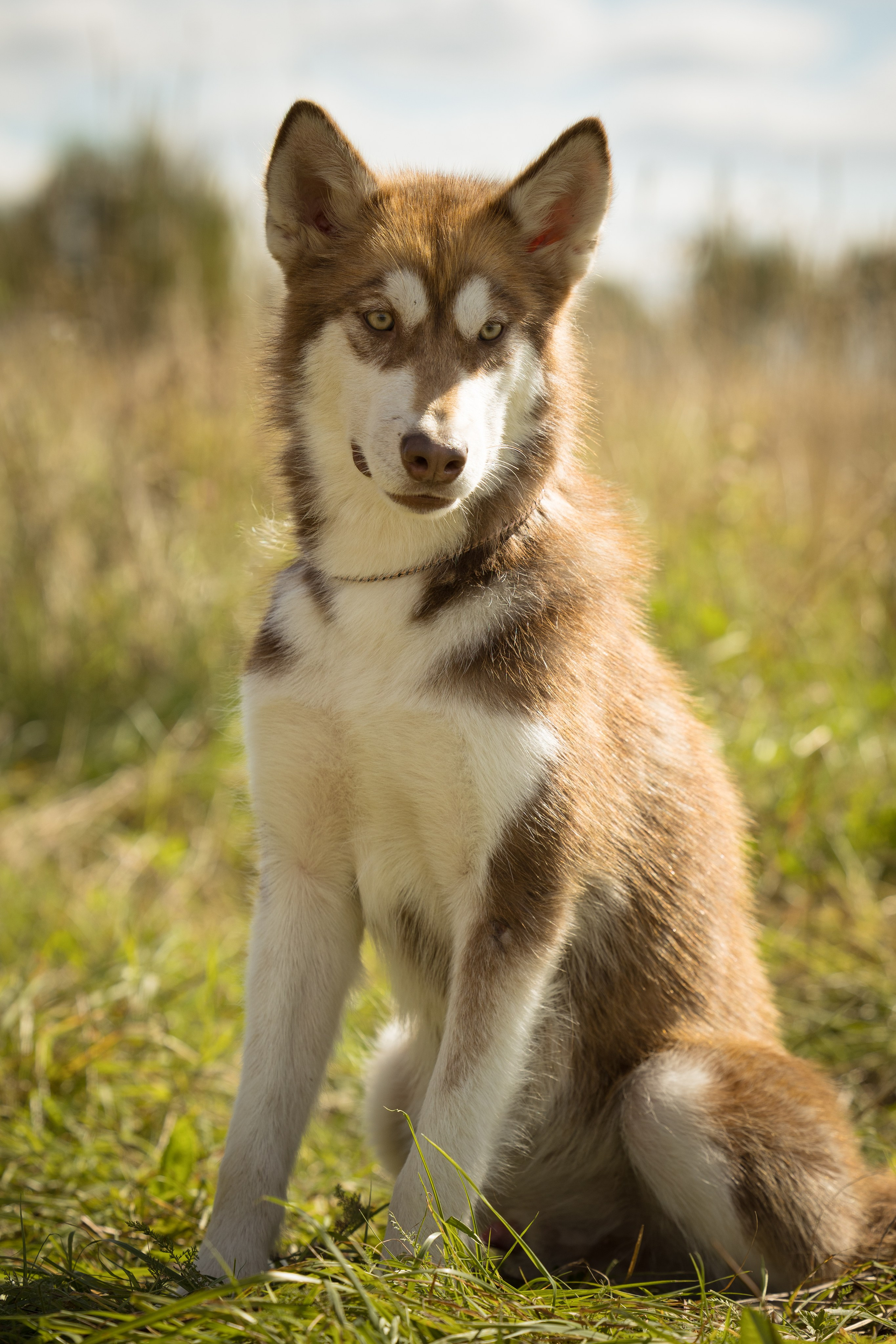 В питомнике. Виктория Михайловская. Фотограф-анималист. Москва
