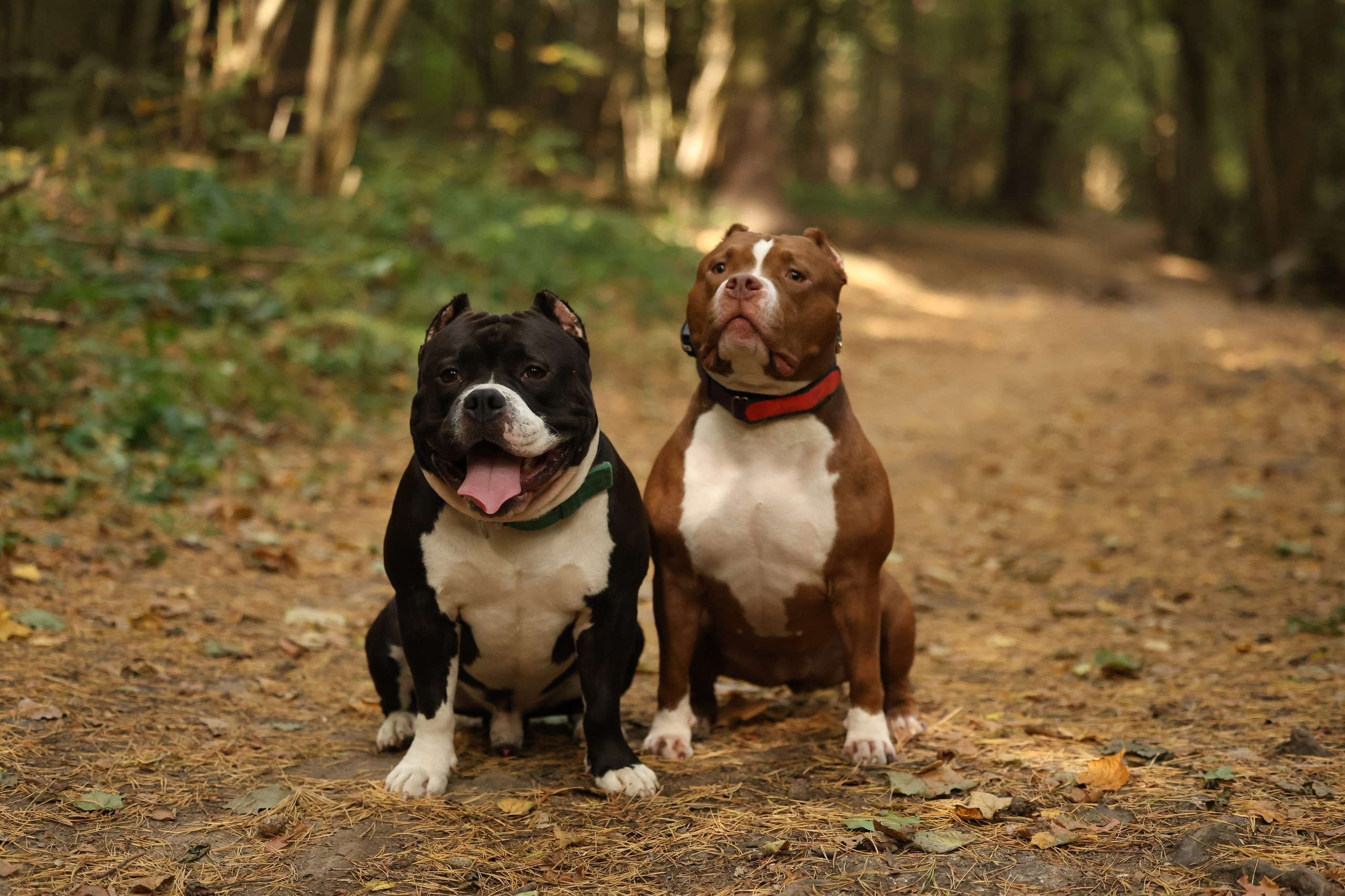 Бумер. Виктория Михайловская. Фотограф-анималист. Москва