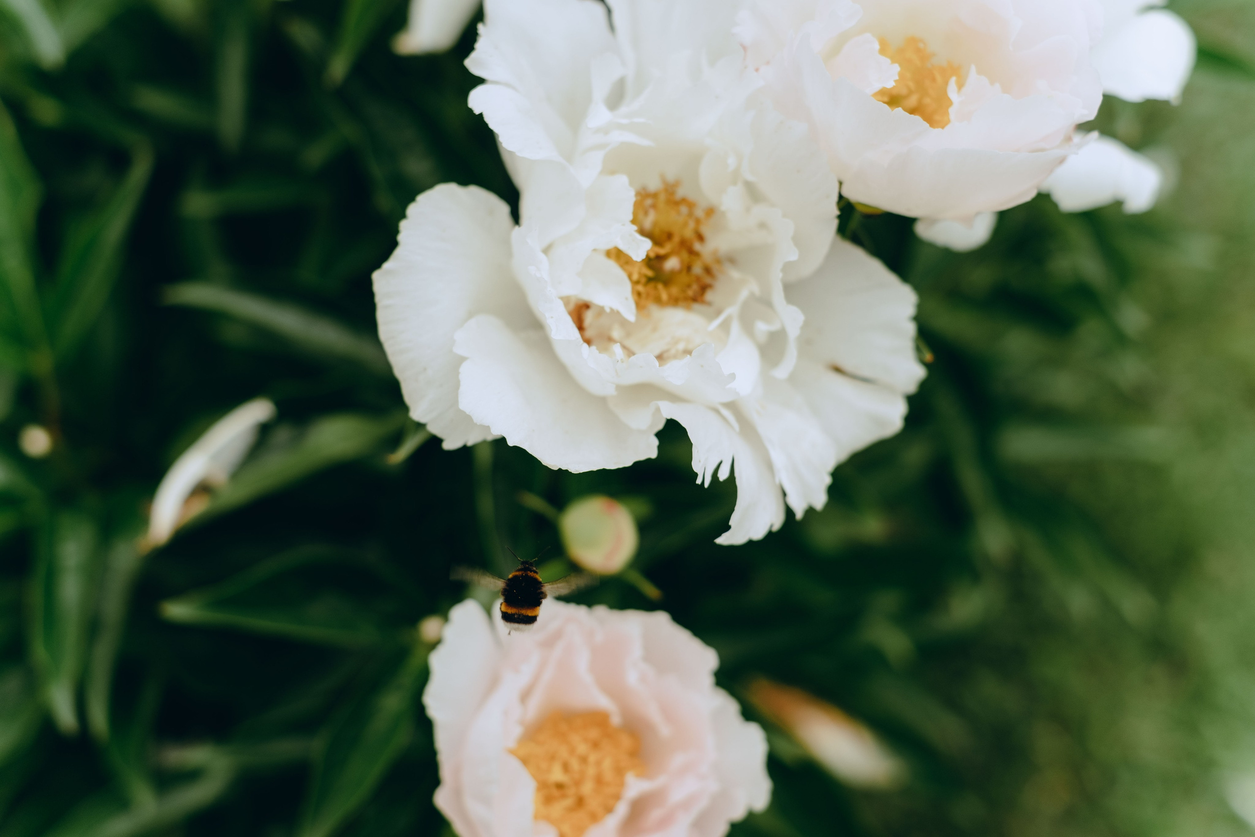 XI Международный день Йоги в Москве. Фотограф Аннё| Москва