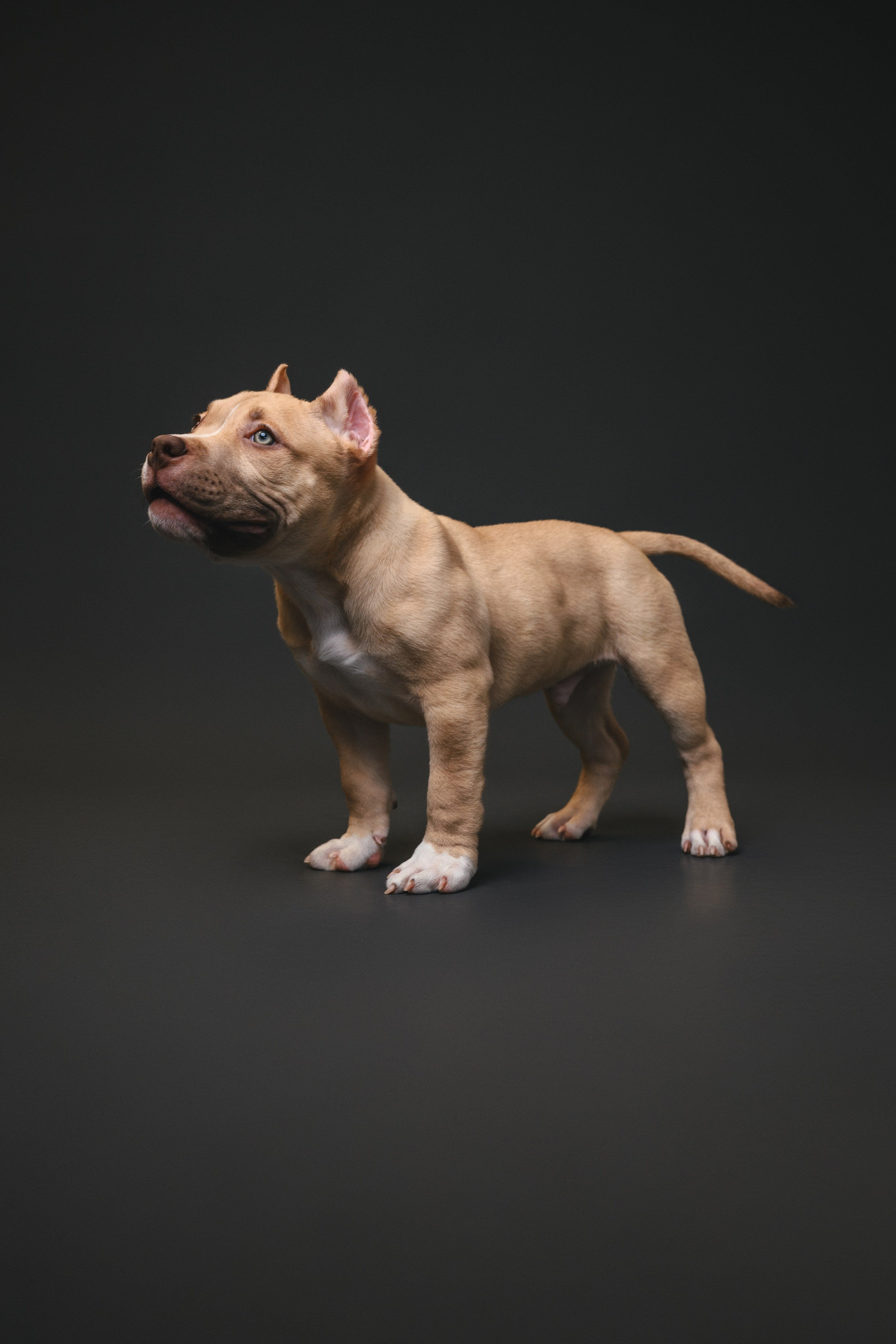 Булли. Фотограф Анималист в Москве Анастасия Жучкова