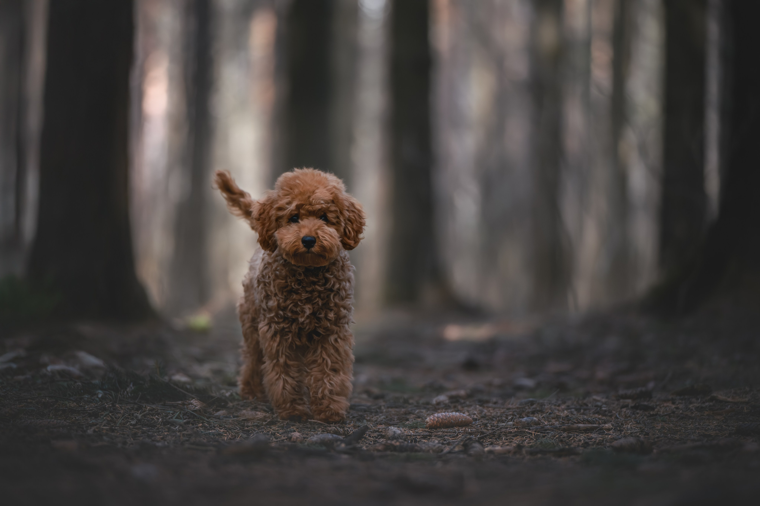 Пудель в лесу. Фотограф Анималист в Москве Анастасия Жучкова