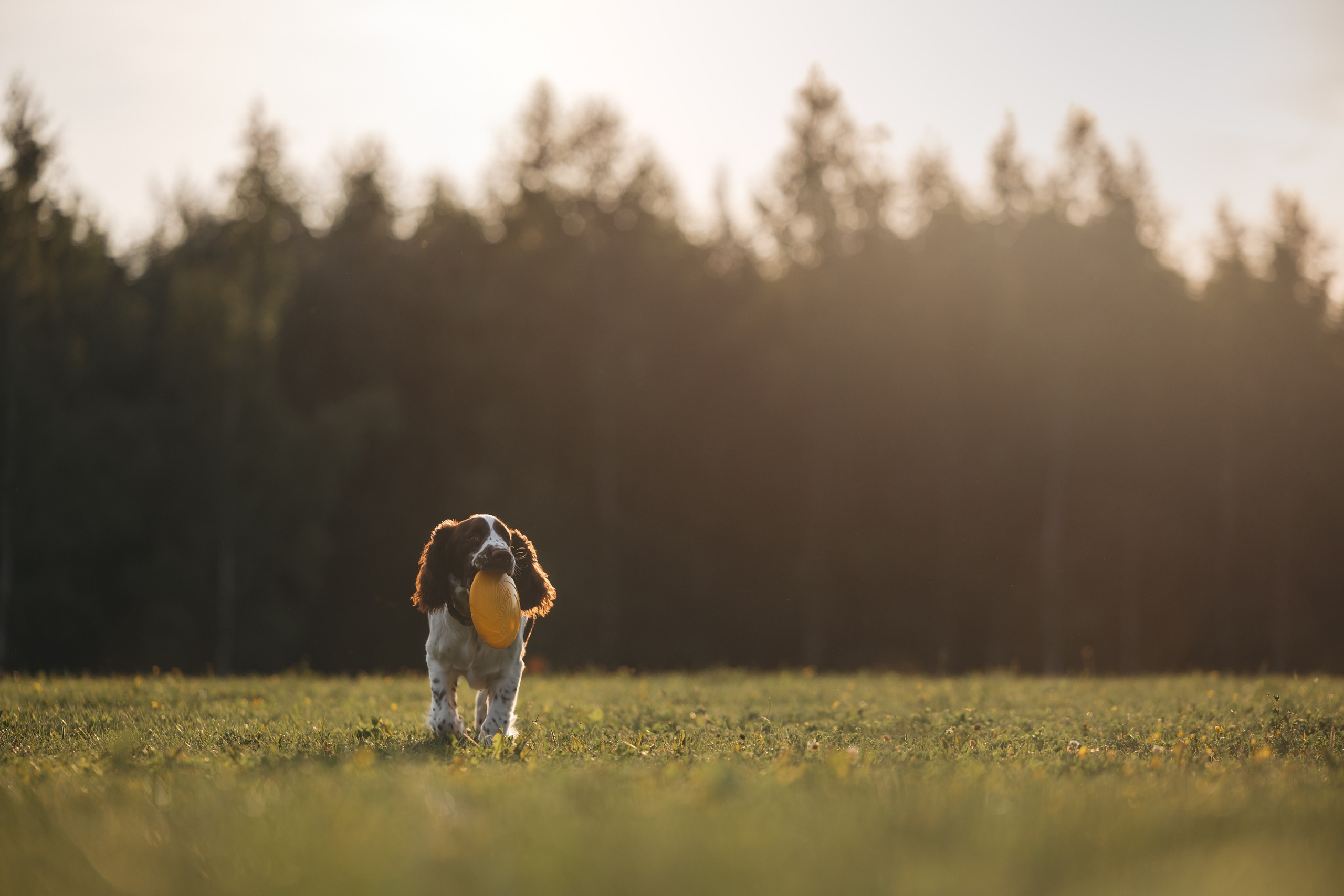 На закате. Фотограф Анималист в Москве Анастасия Жучкова