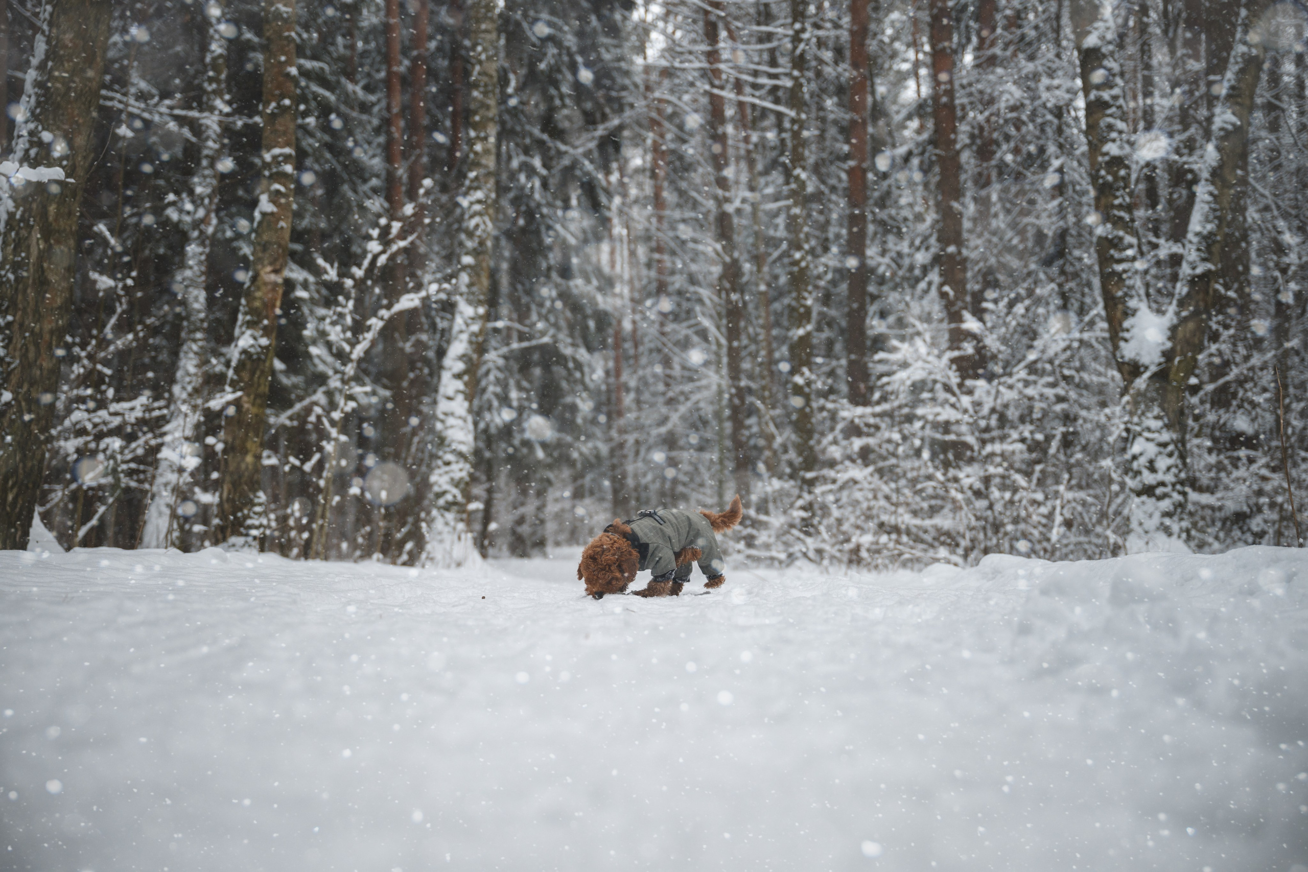 Щенок пуделя. Фотограф Анималист в Москве Анастасия Жучкова