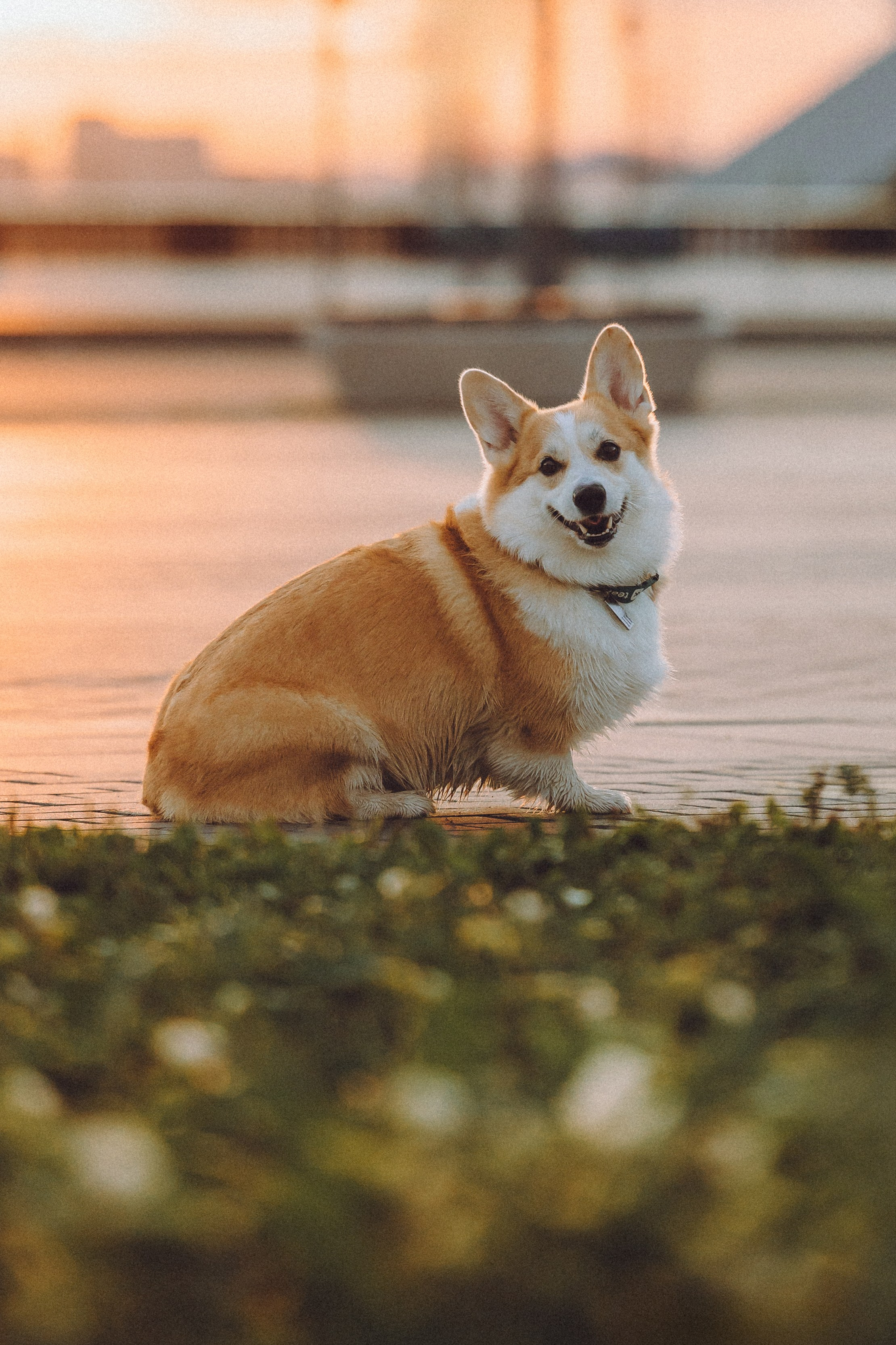 Пуговка и ее семья