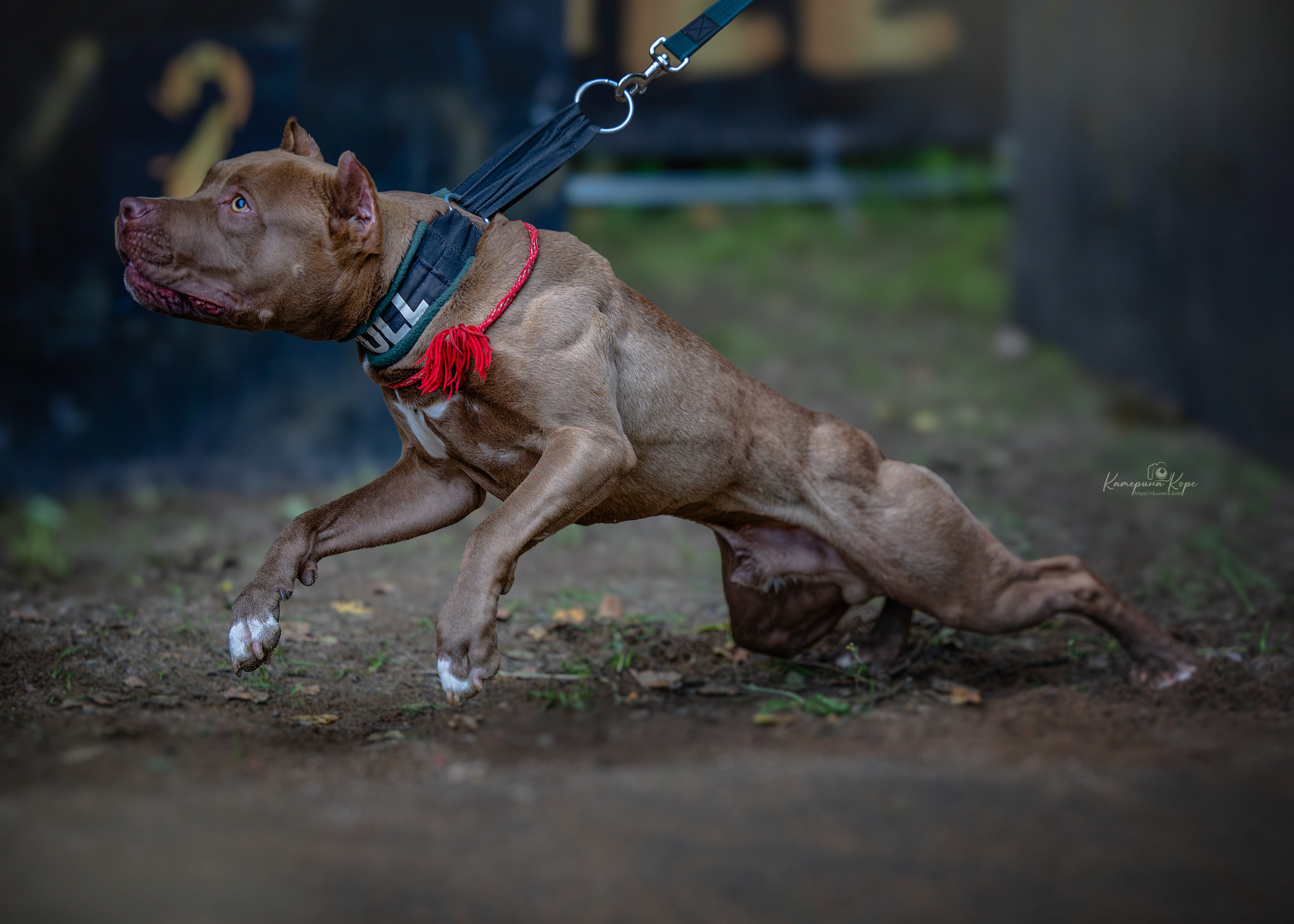 Соревнования BULL GAMES АПБТ Леха. Фотограф-анималист Катерина Корс