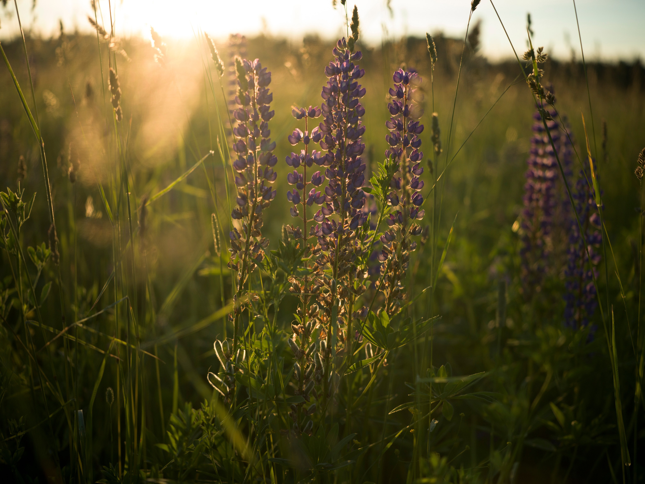Природа и животные. Творческий фотограф Ирина Баландина.  Санкт-Петербург, Мурманск