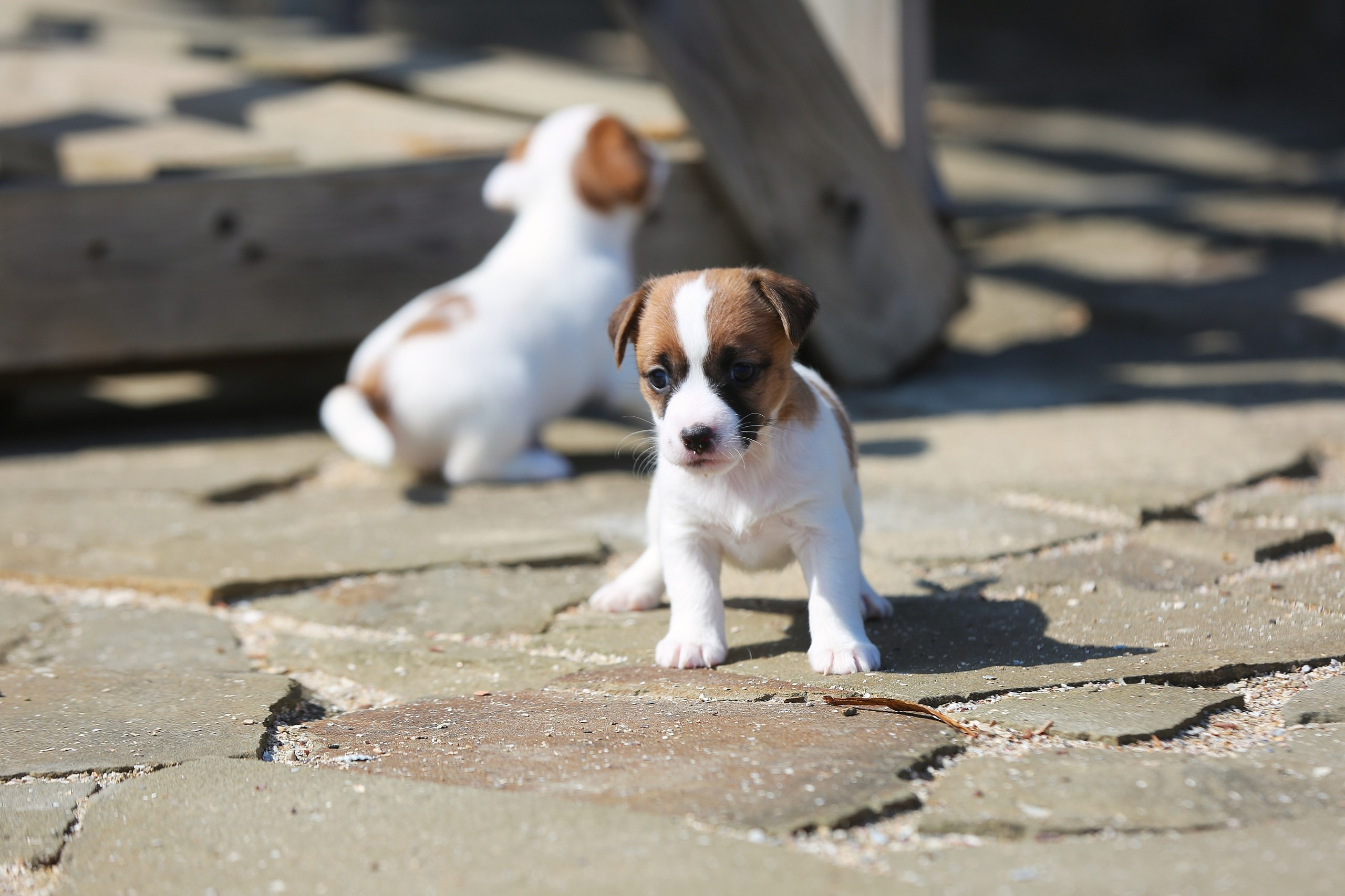 Общий альбом. Lovely-Orange питомник джек рассел терьеров