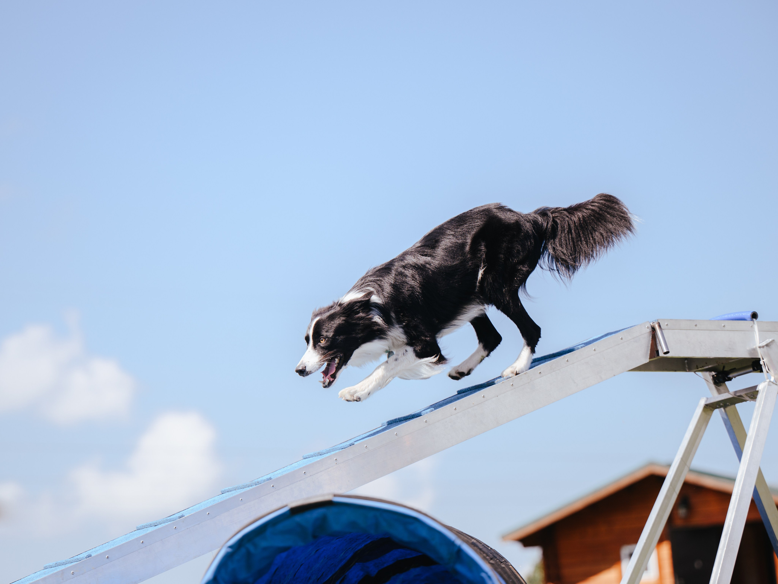 Аджилити. Семейный фотограф анималист Ананьева Мария — Москва