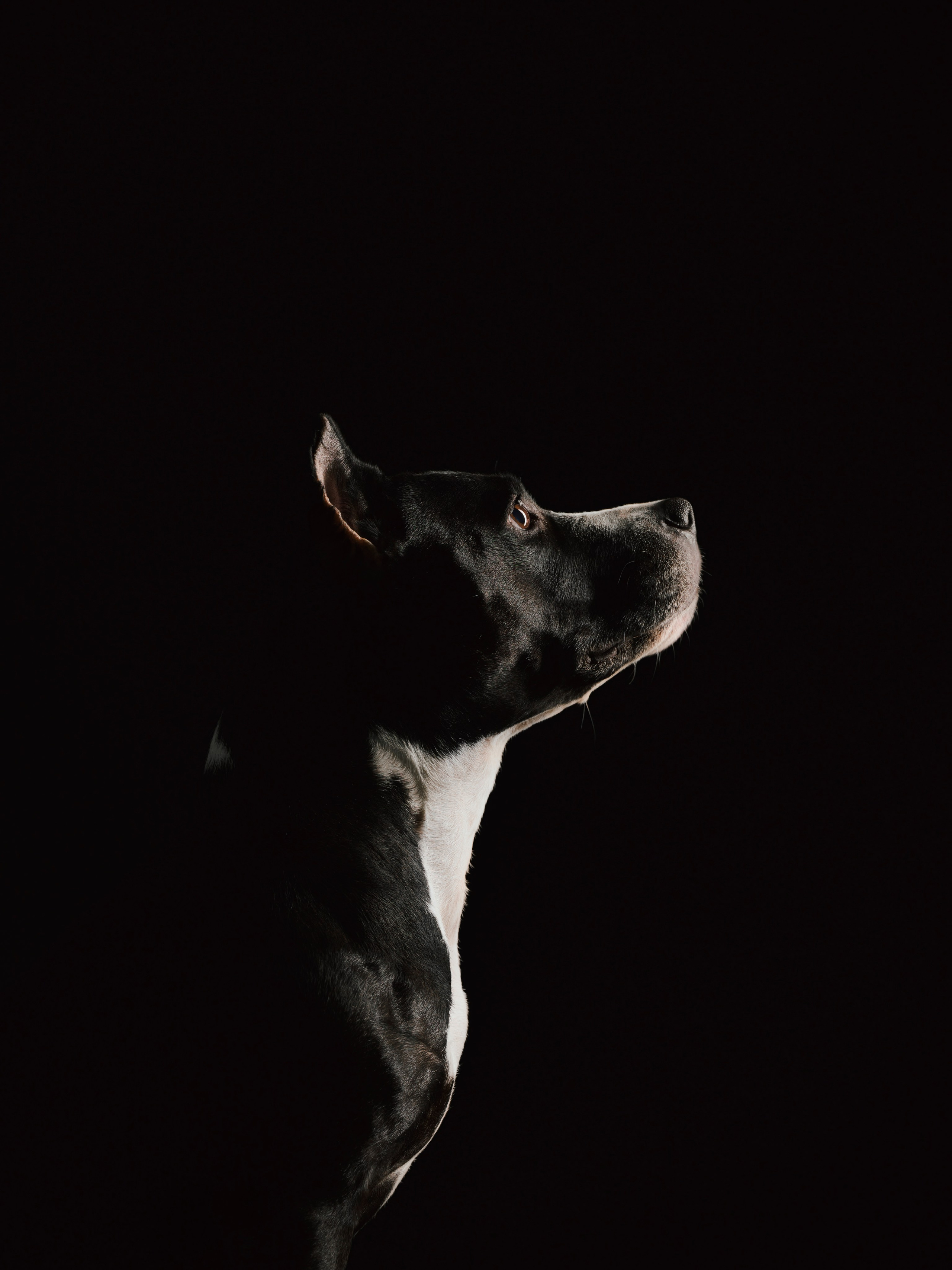 Настя, Рэги и Зена. Семейный фотограф анималист Ананьева Мария — Москва