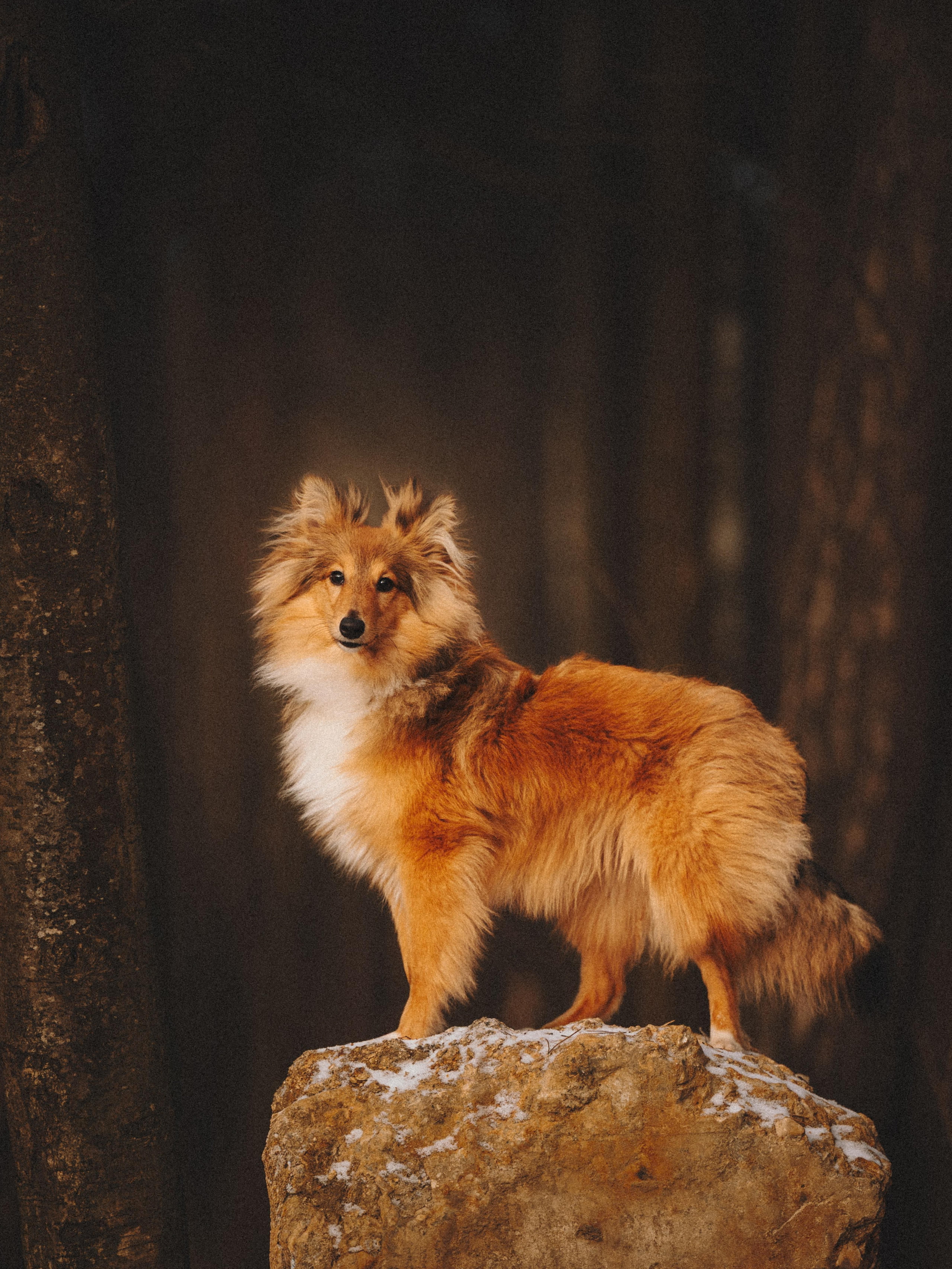 Дарья, Стас и Спика. Семейный фотограф анималист Ананьева Мария — Москва