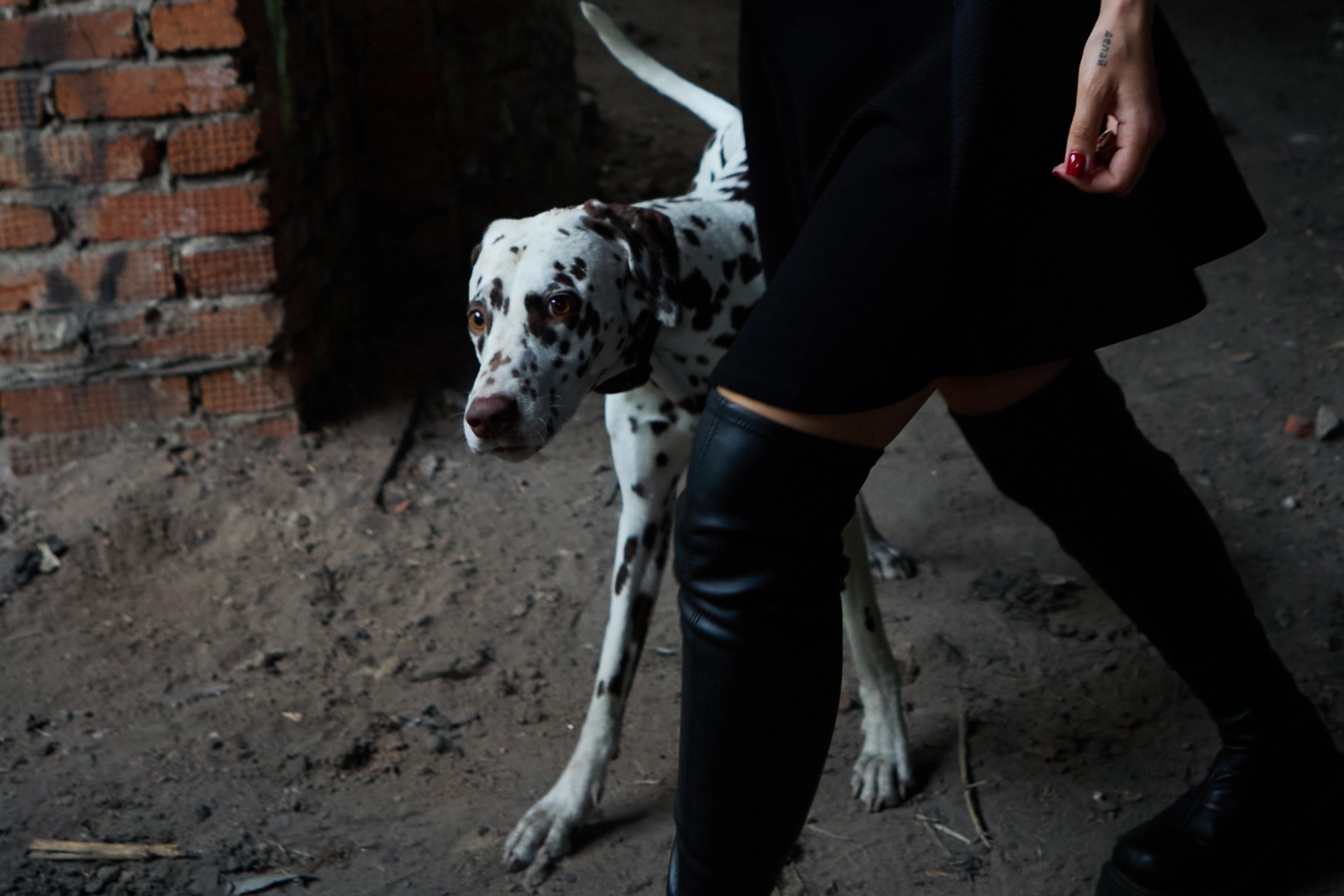 фотосессия с собакой