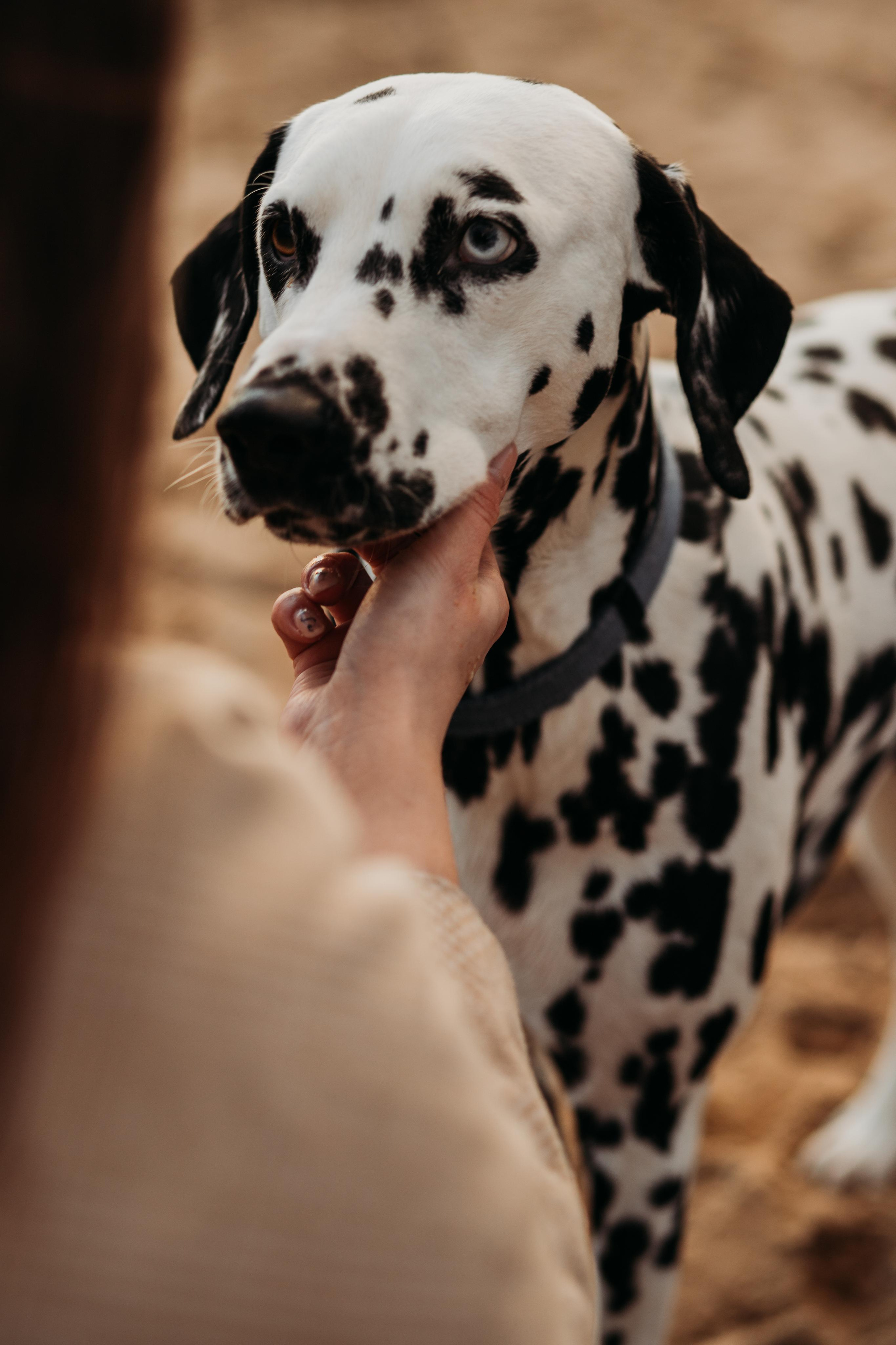 Семейный фотограф Ирис Сенченко