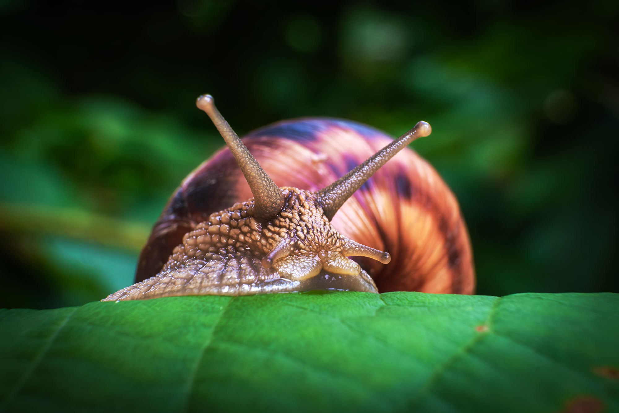 Макросъемка насекомых
