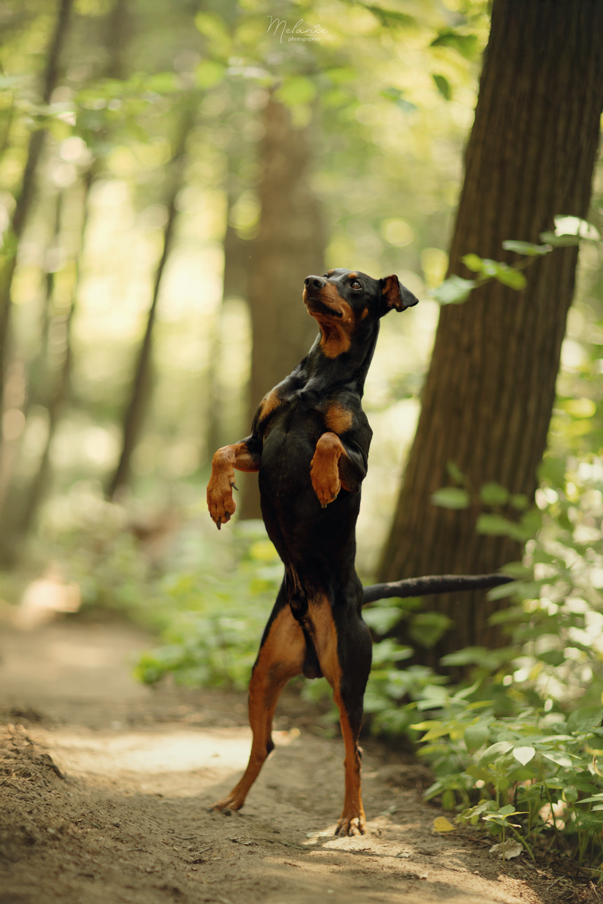 Фотосессия Шерлока. Фотограф-анималист в Москве Дорн Мелани