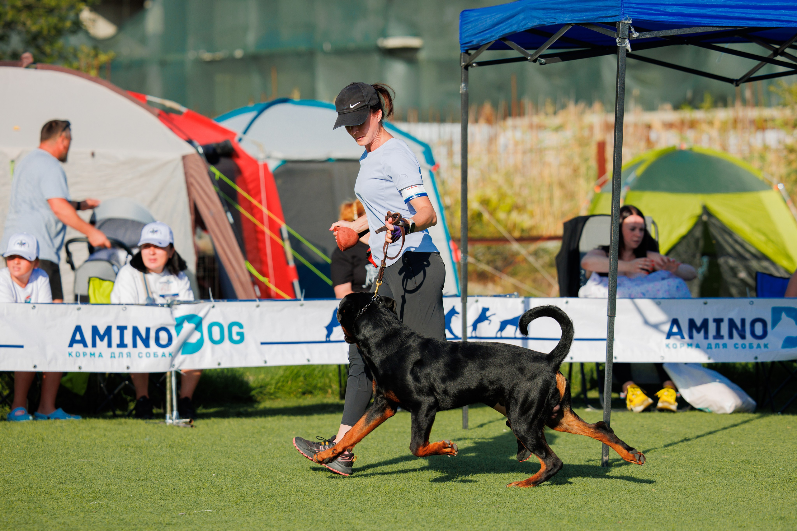 Анапа ротвейлеры 14-15.09.2024. Фотограф-анималист Юлия Германика
