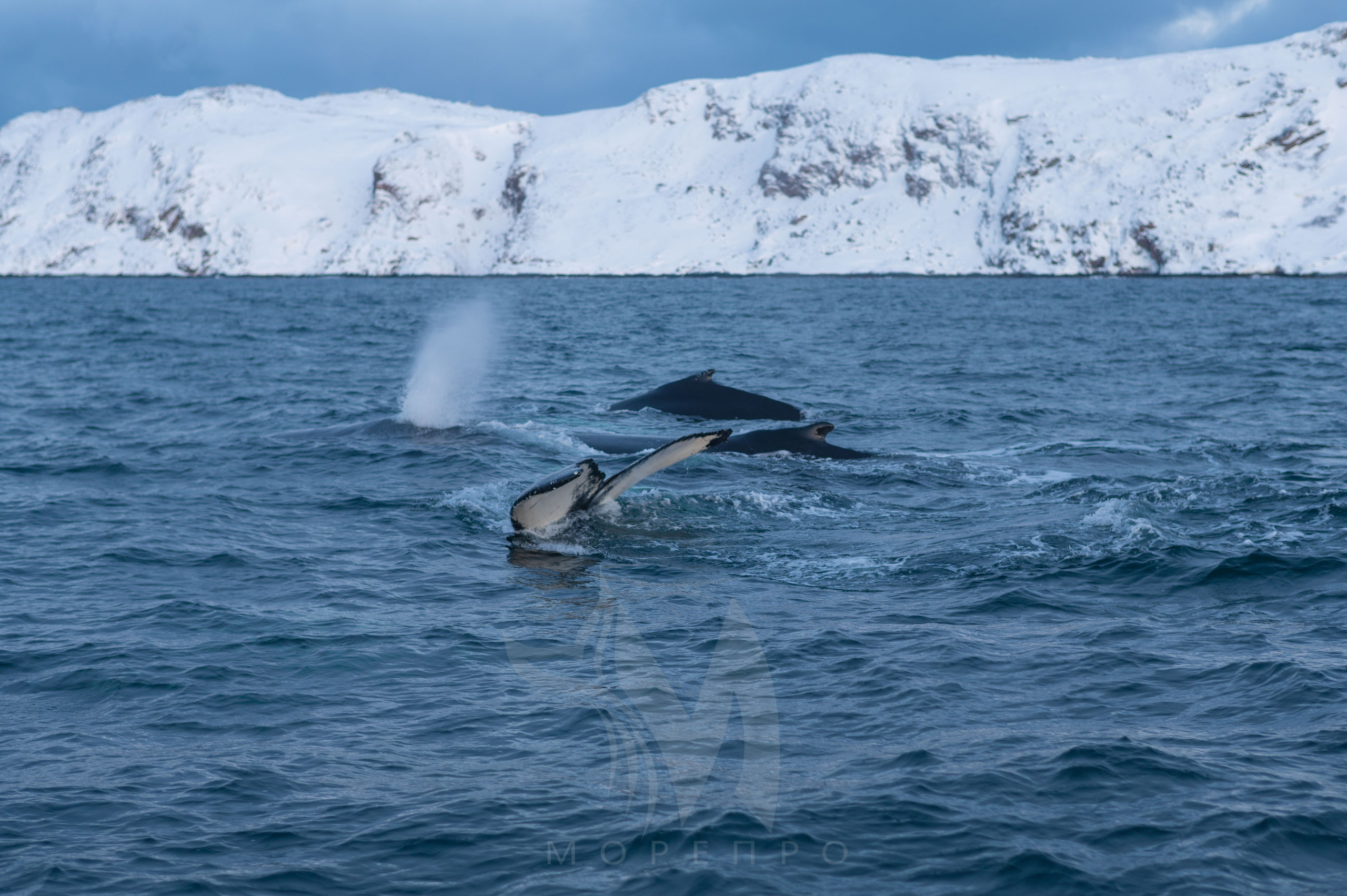 Море про. Семейный  и свадебный фотограф в Мурманске Мария Шепелева