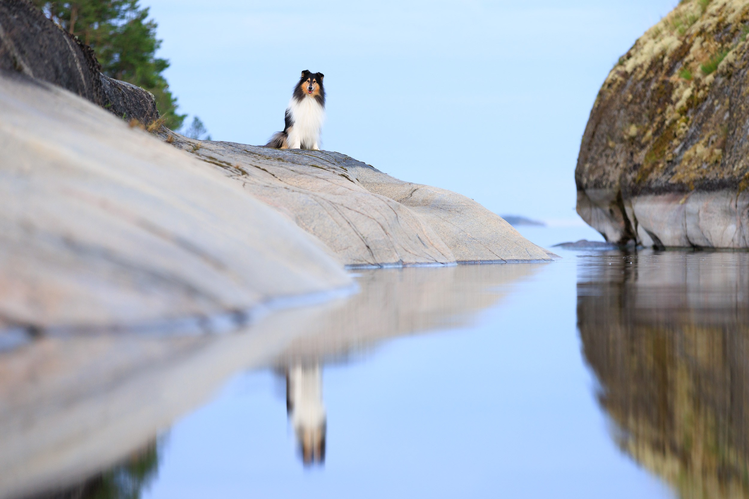 Фотограф-анималист в Москве и Московской области Татьяна Фролова