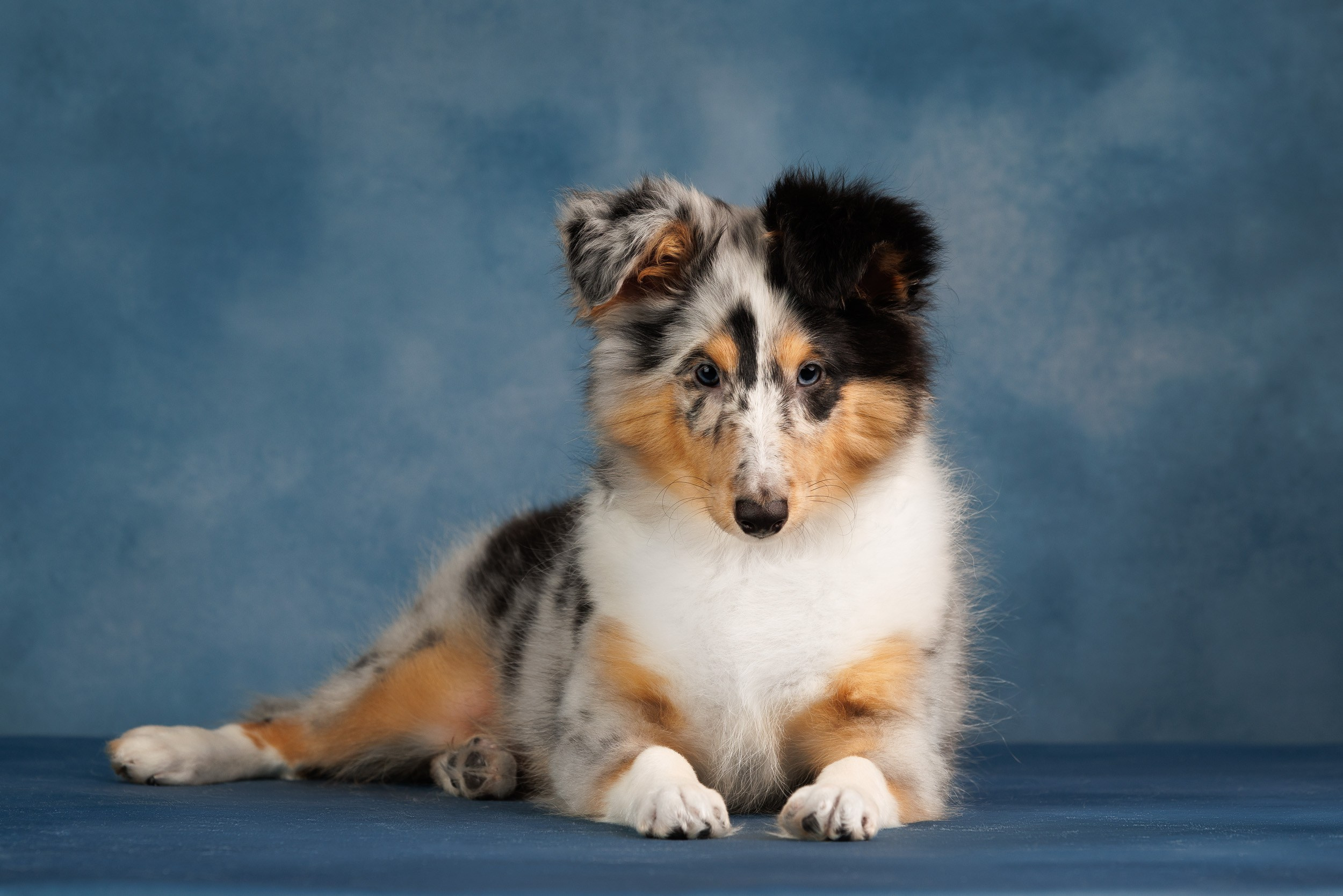 Шелтята Пушкино. Фотограф-анималист в Москве и Московской области Татьяна Фролова