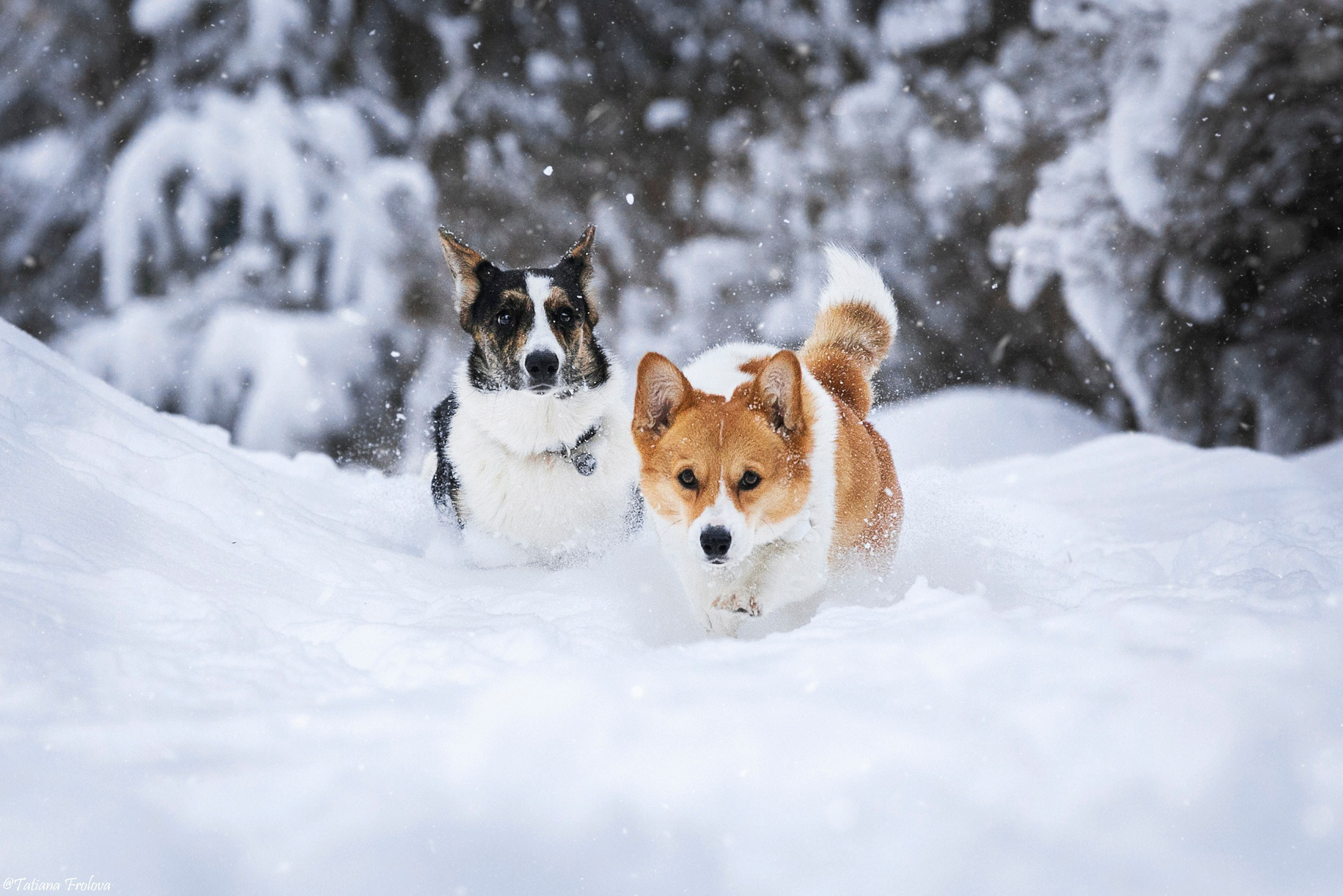 Фотосессия с собаками в зимнем лесу в Пушкино. Фотограф-анималист в Москве и Московской области Татьяна Фролова