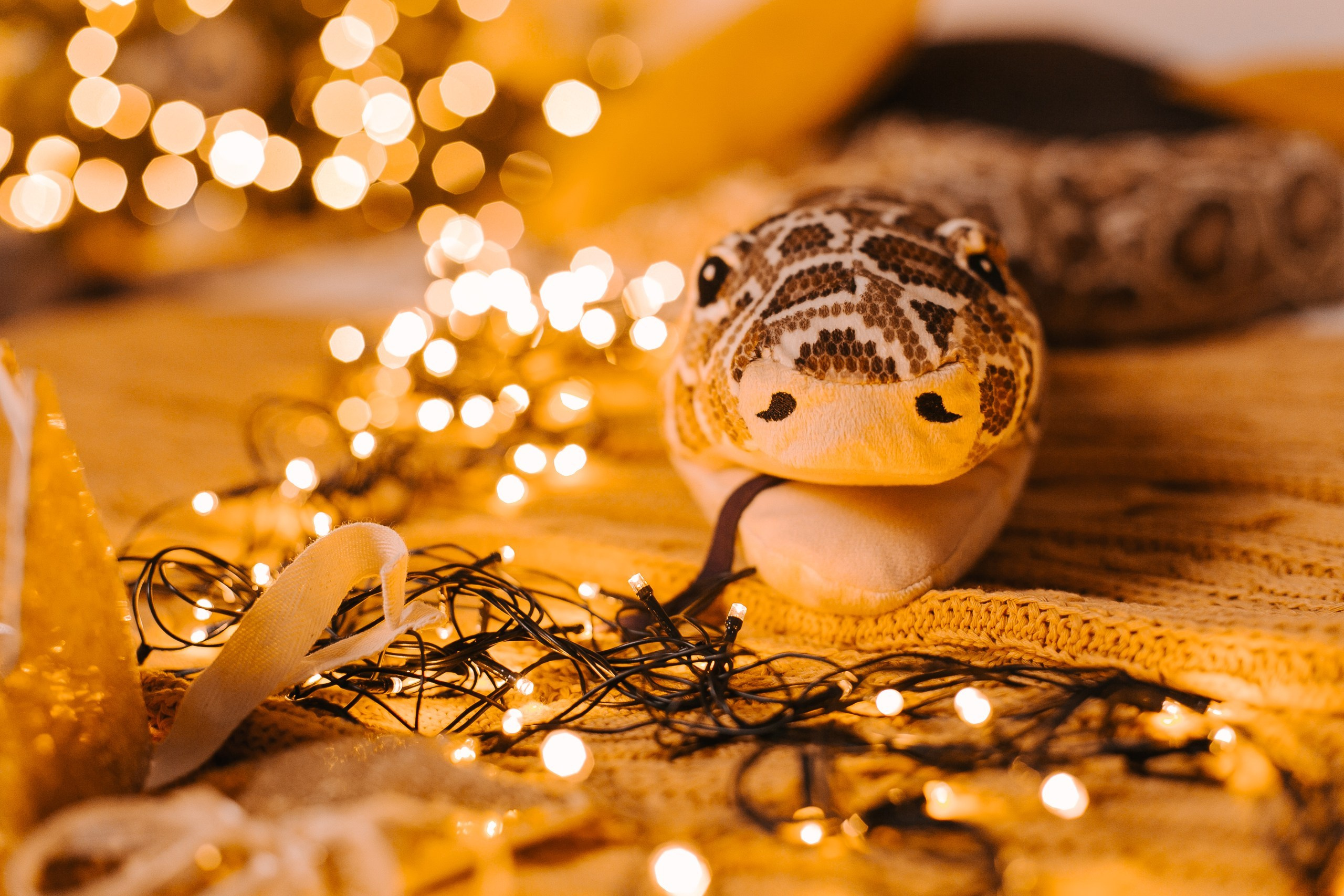 Студия Летт Лофт. Фотограф г. Хабаровск. Семейные и индивидуальные съёмки