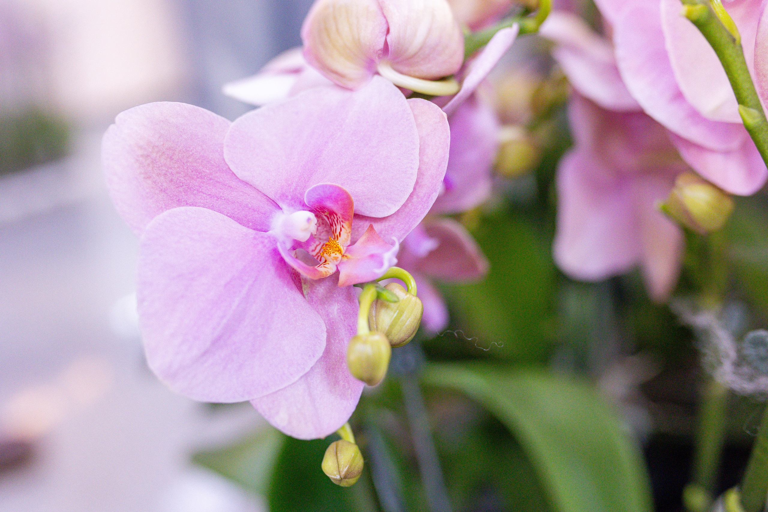 Орхидиум 12.2025. Александра Куликова фотограф, Москва