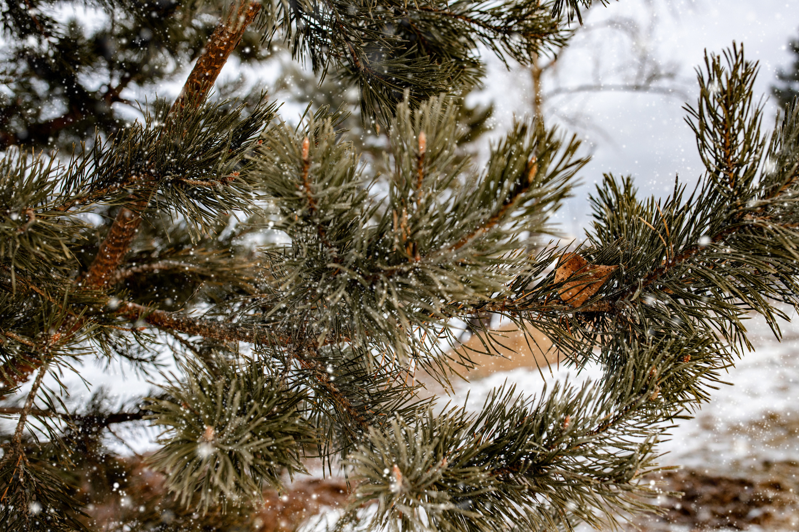 Коттеджный поселок «Лебединая Бухта». Усть-Качка. Декабрь 2021. Фотограф Пермь. Свадьбы. Семья и дети, школа, д. сад. Фотокниги